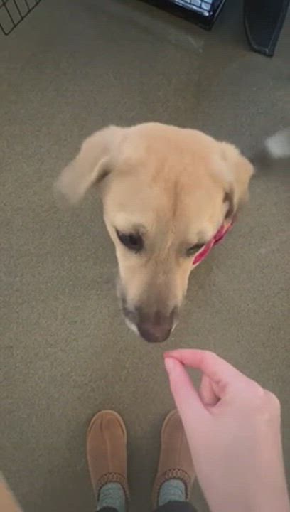 Enlarge Amapola, a Adopted mixed breed in Tobyhanna , PA video 6/6