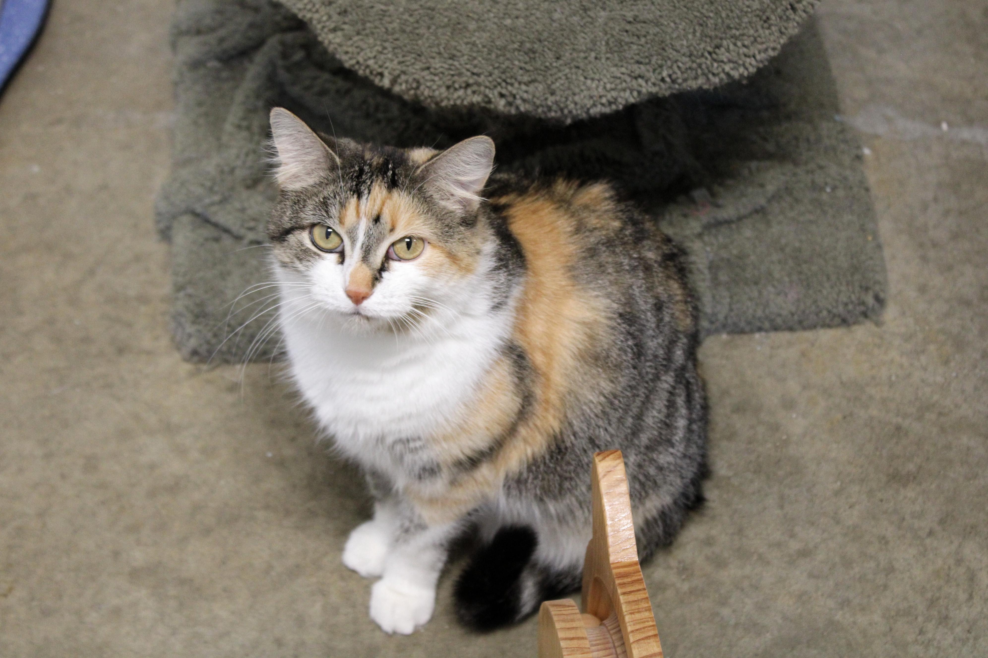 Pixie, a Adoptable Calico in Urbana, OH image 1/6