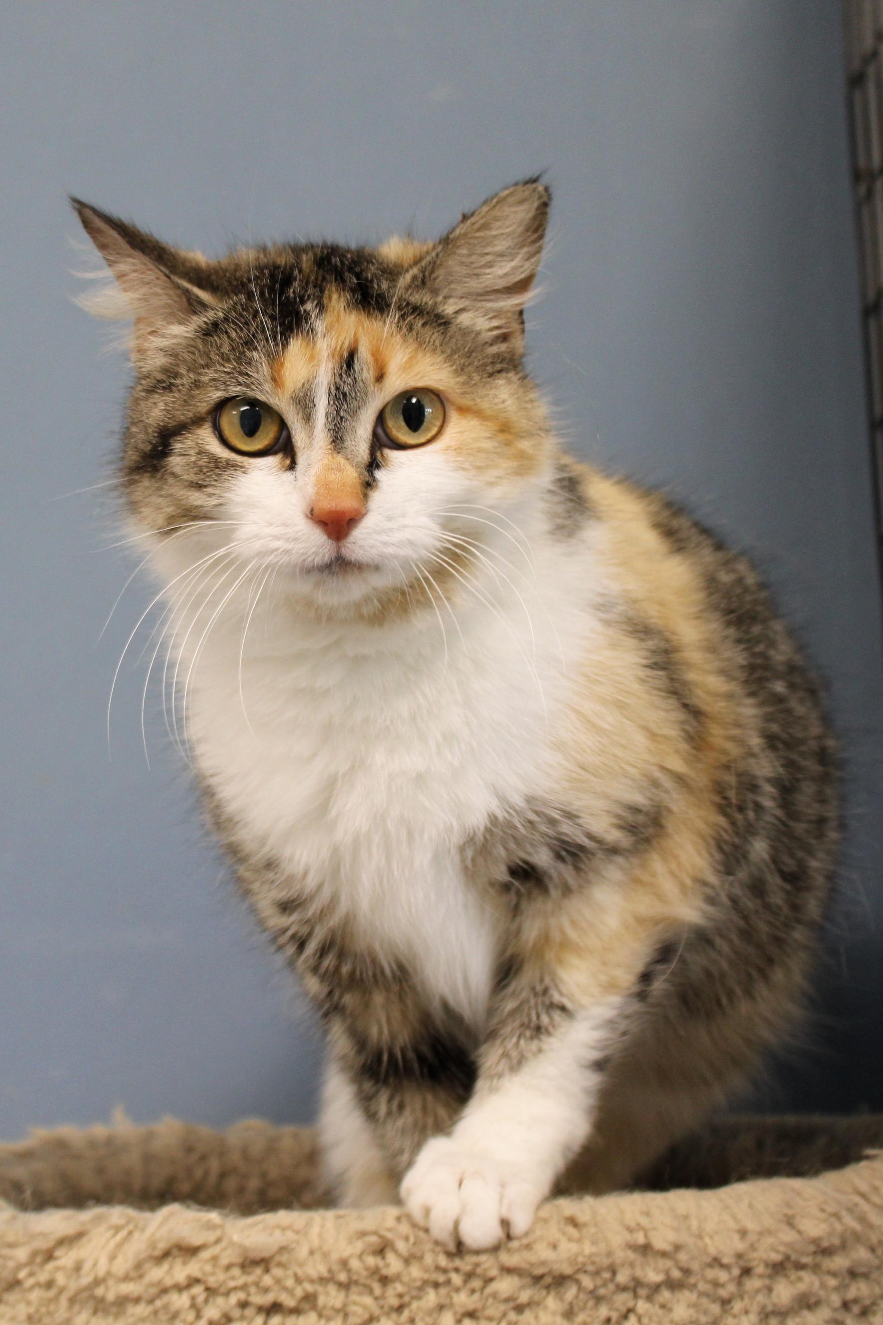 Pixie, a Adoptable Calico in Urbana, OH image 5/6
