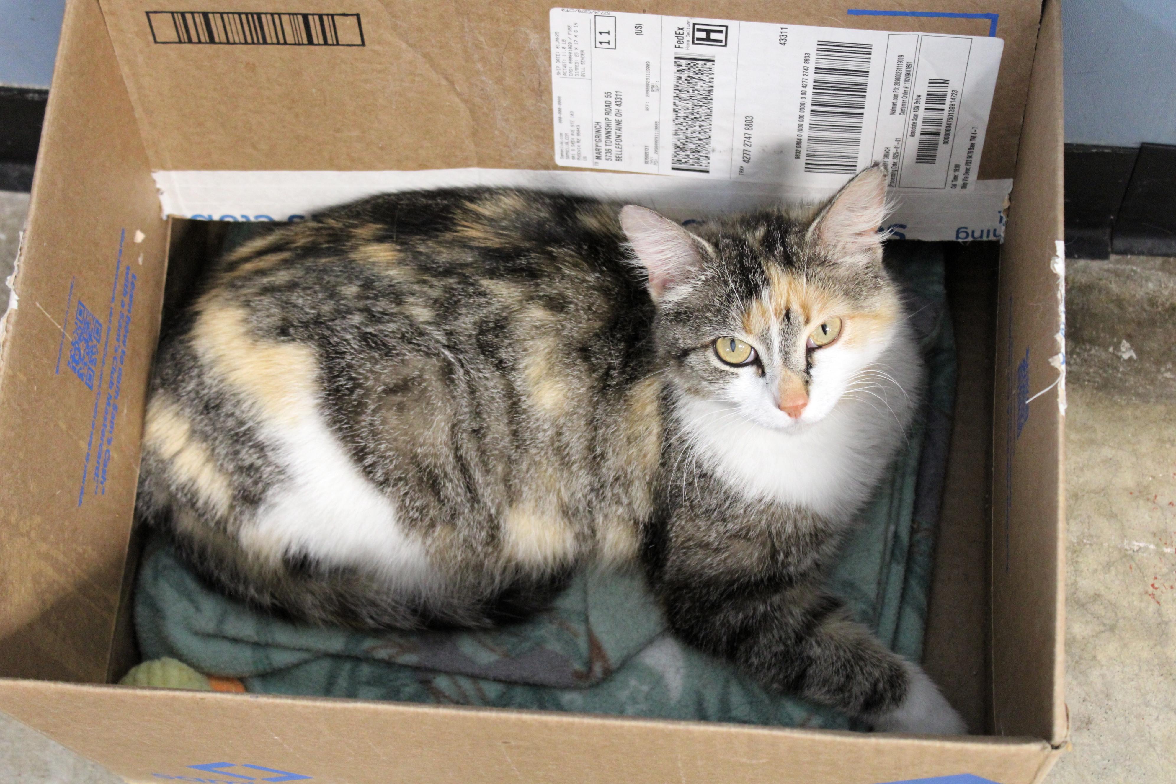 Pixie, a Adoptable Calico in Urbana, OH image 3/6