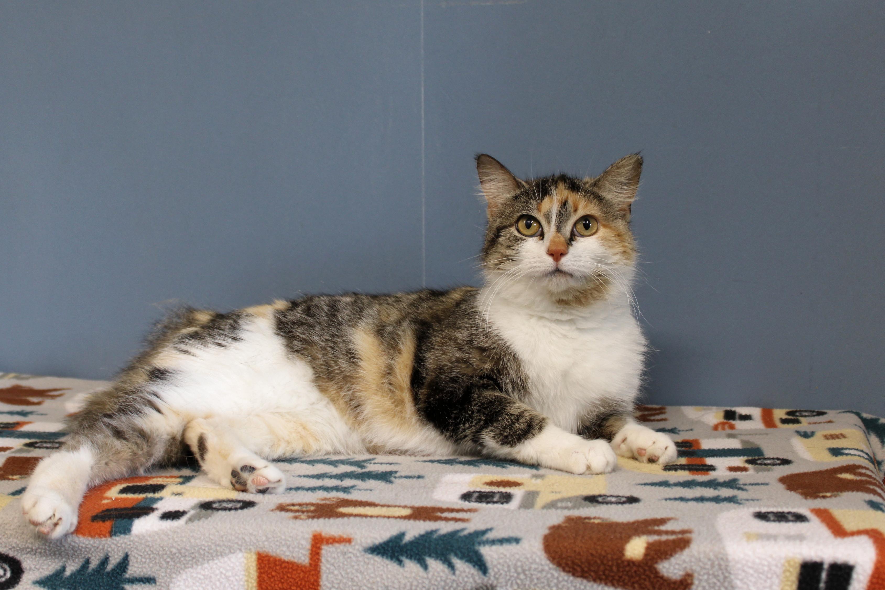 Pixie, a Adoptable Calico in Urbana, OH image 6/6