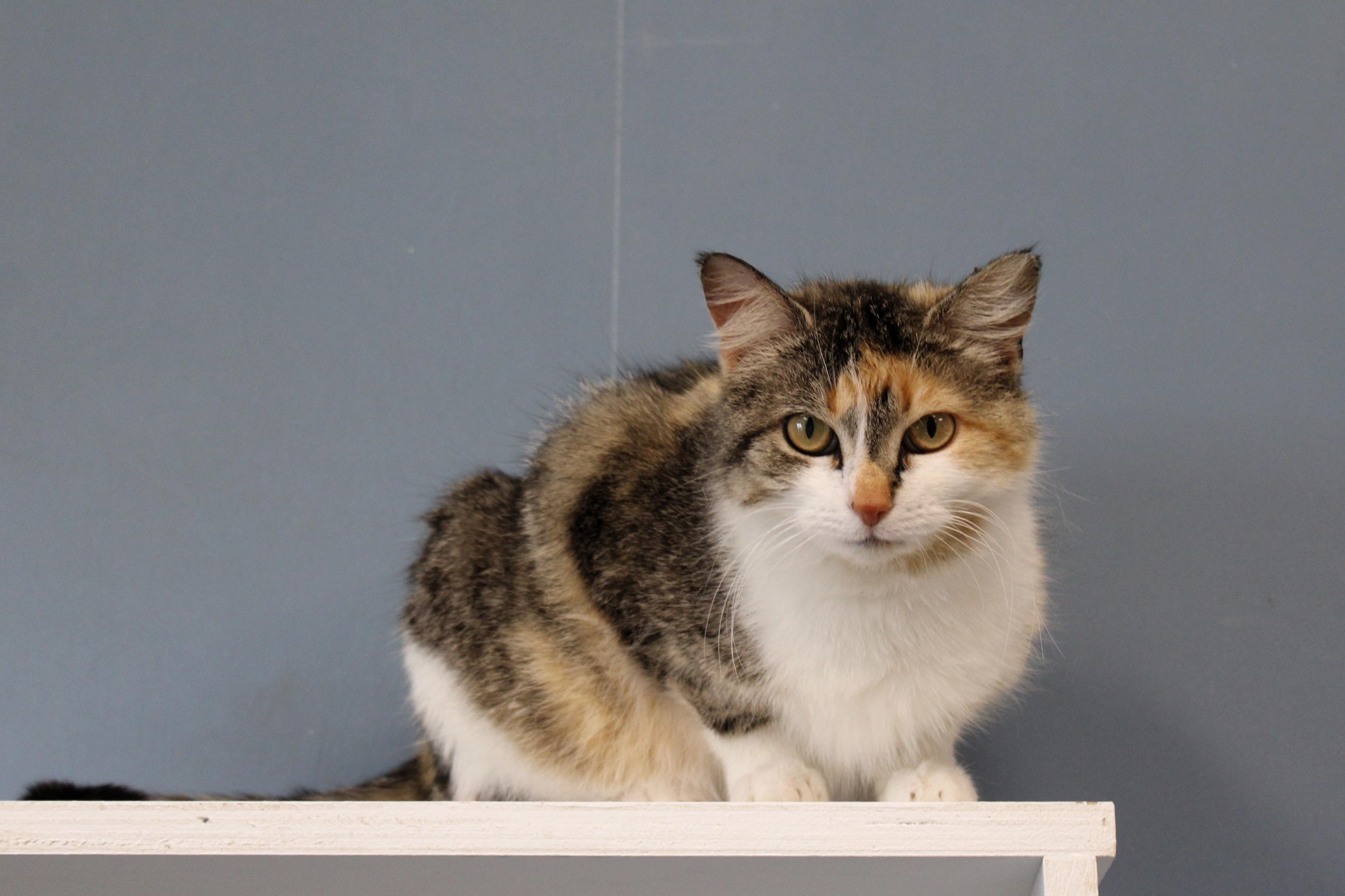 Pixie, a Adoptable Calico in Urbana, OH image 4/6