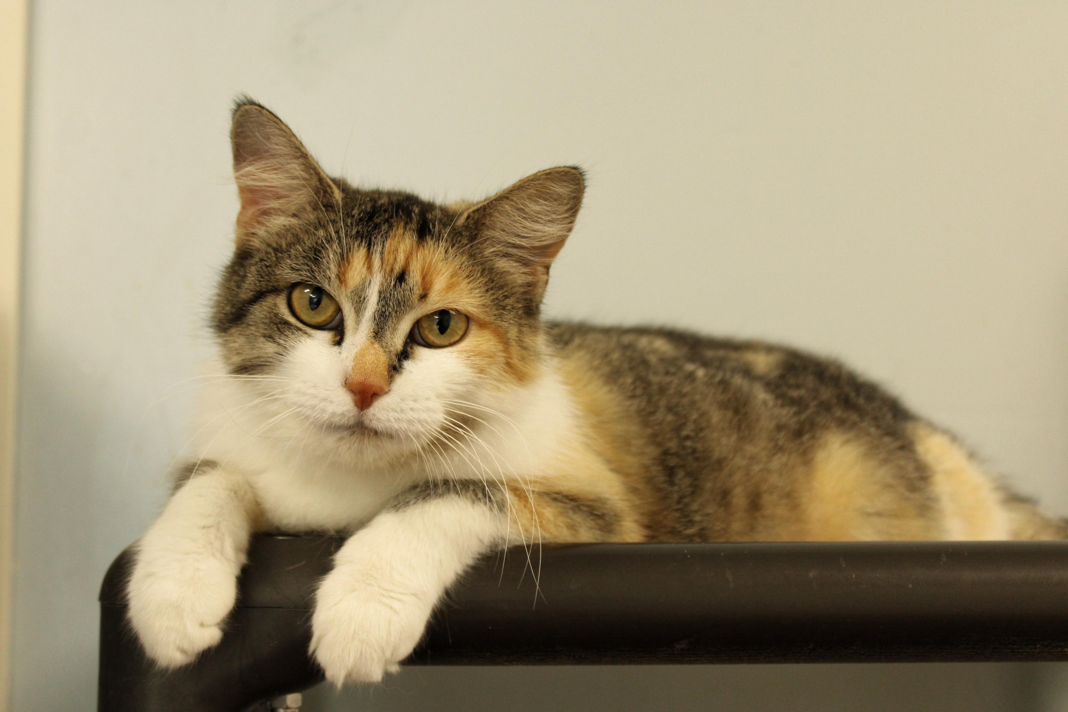 Pixie, Adoptable, Adult Female Calico.