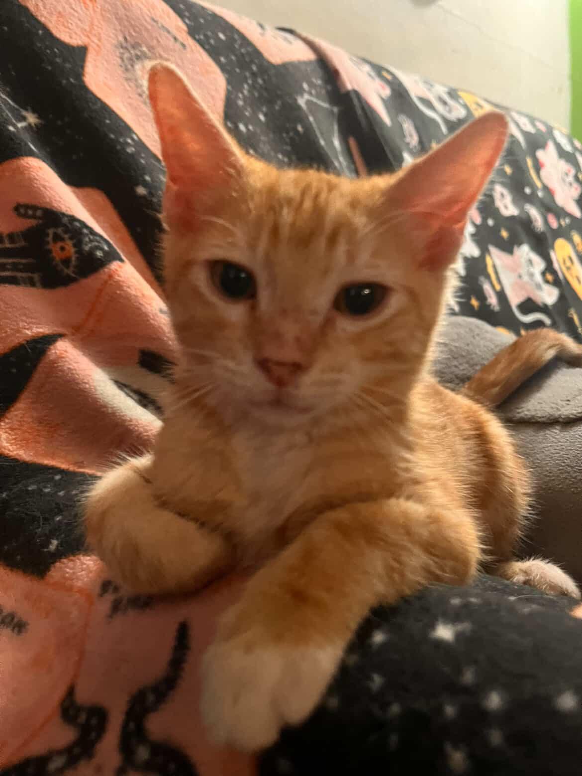 Cheese, Young Male Domestic Short Hair