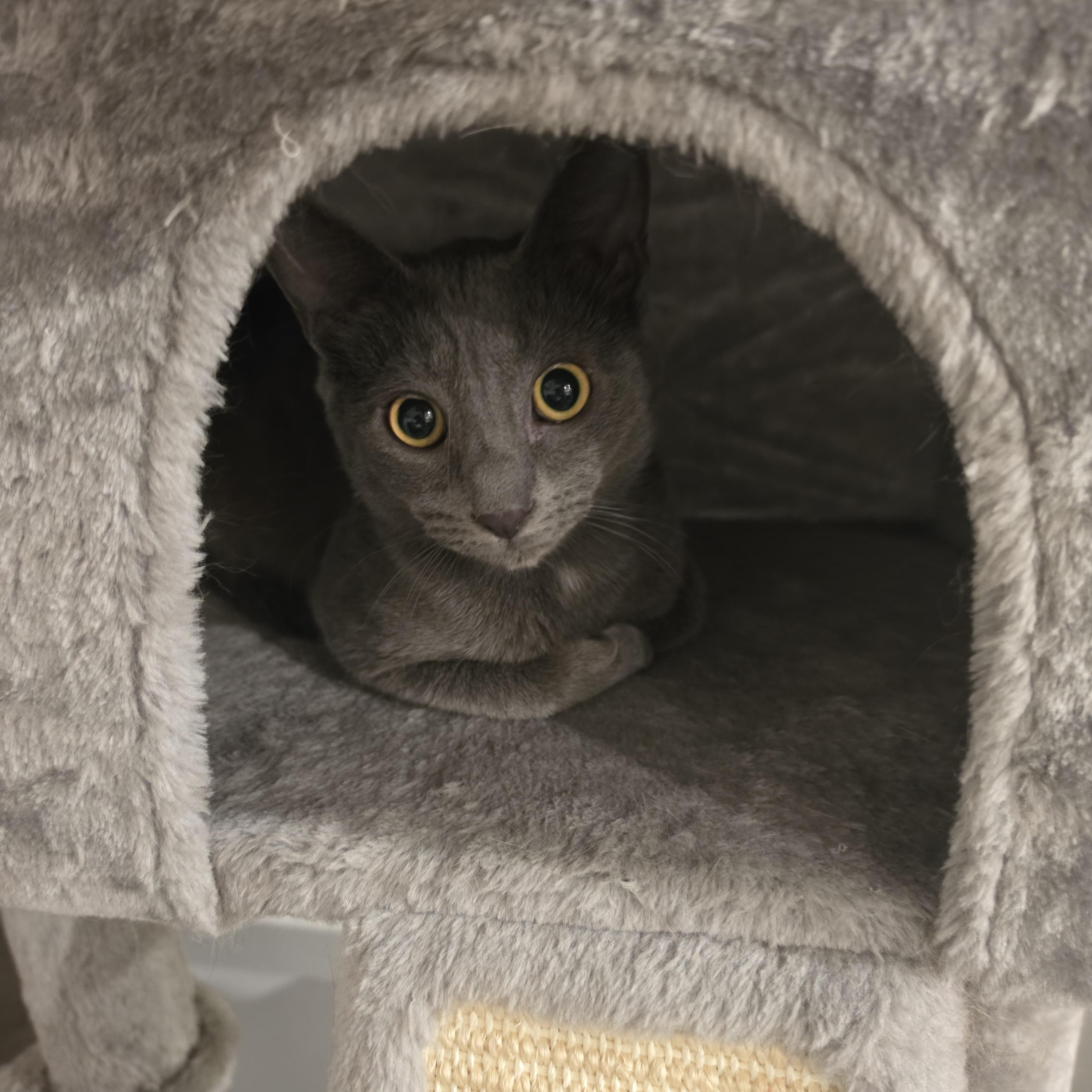 Enlarge Barney, an adopted Russian Blue in Lawrenceville, GA image 1/1