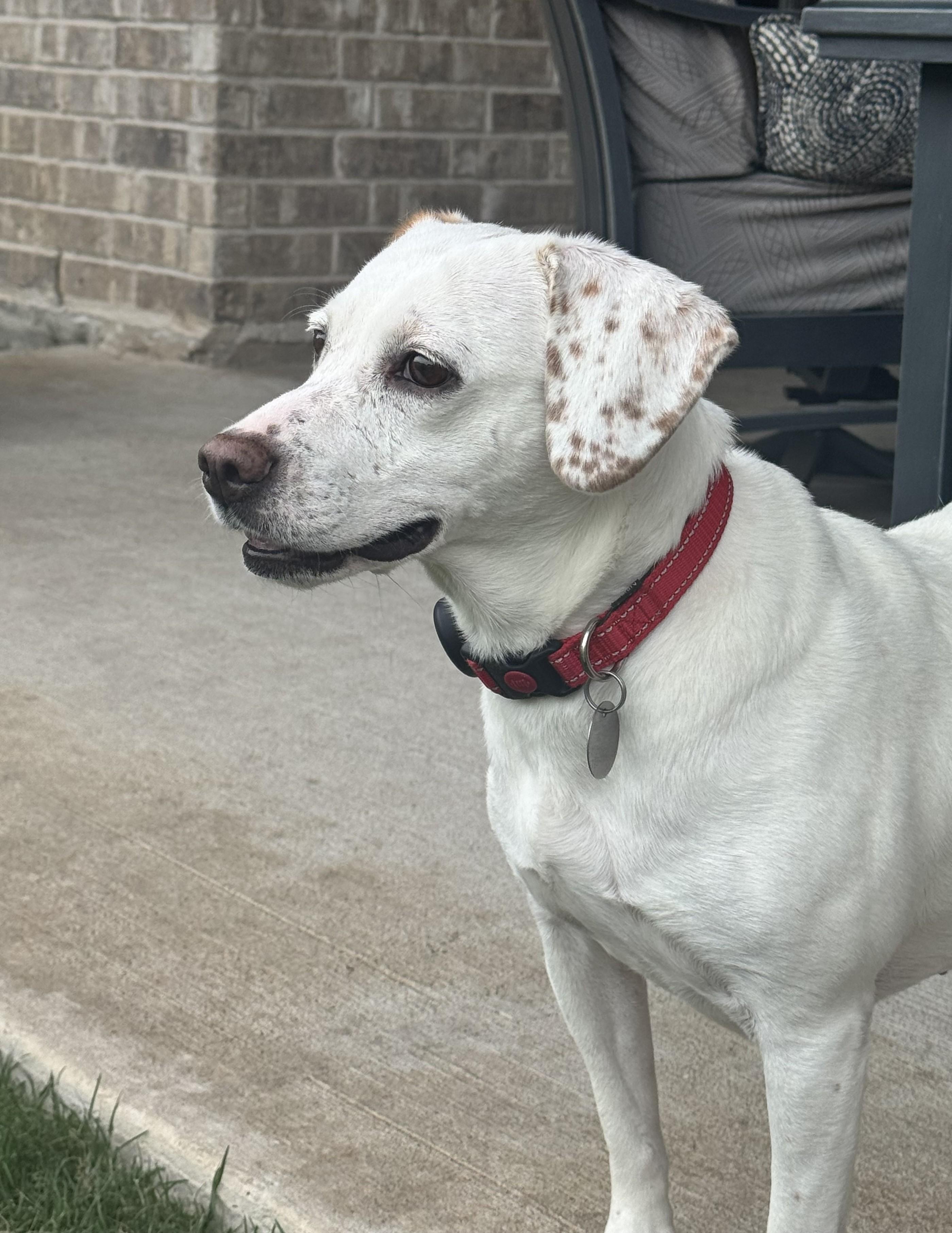 Millie Jane, a ADOPTABLE mixed breed in Houston, TX image 1/5