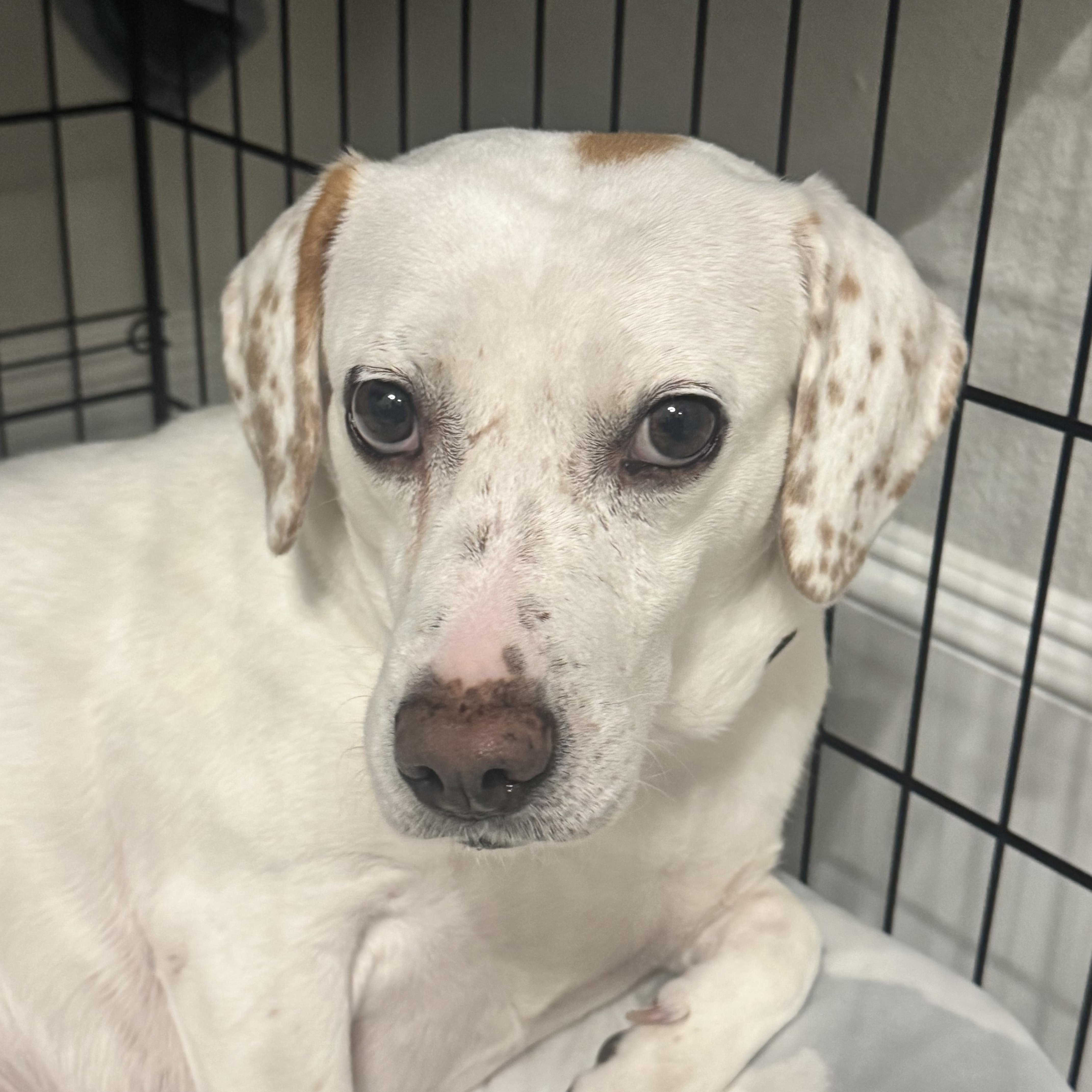 Millie Jane, a ADOPTABLE mixed breed in Houston, TX image 4/5