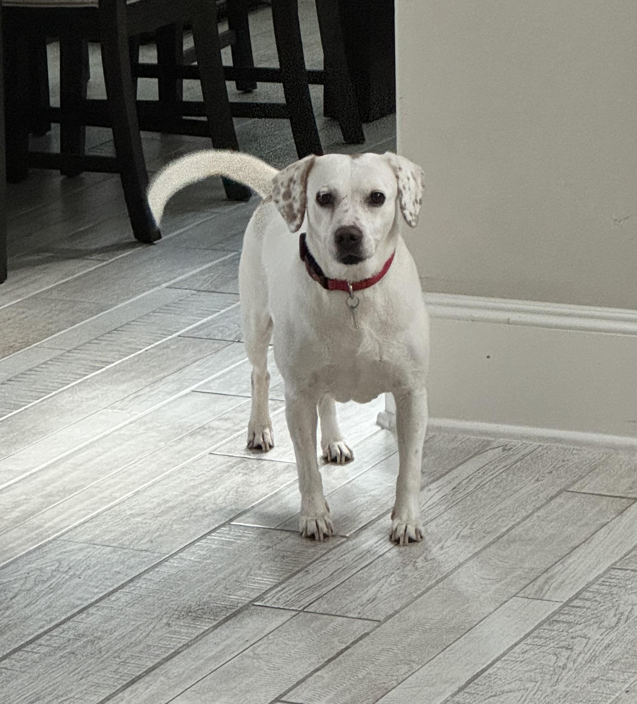 Millie Jane, a ADOPTABLE mixed breed in Houston, TX image 3/5