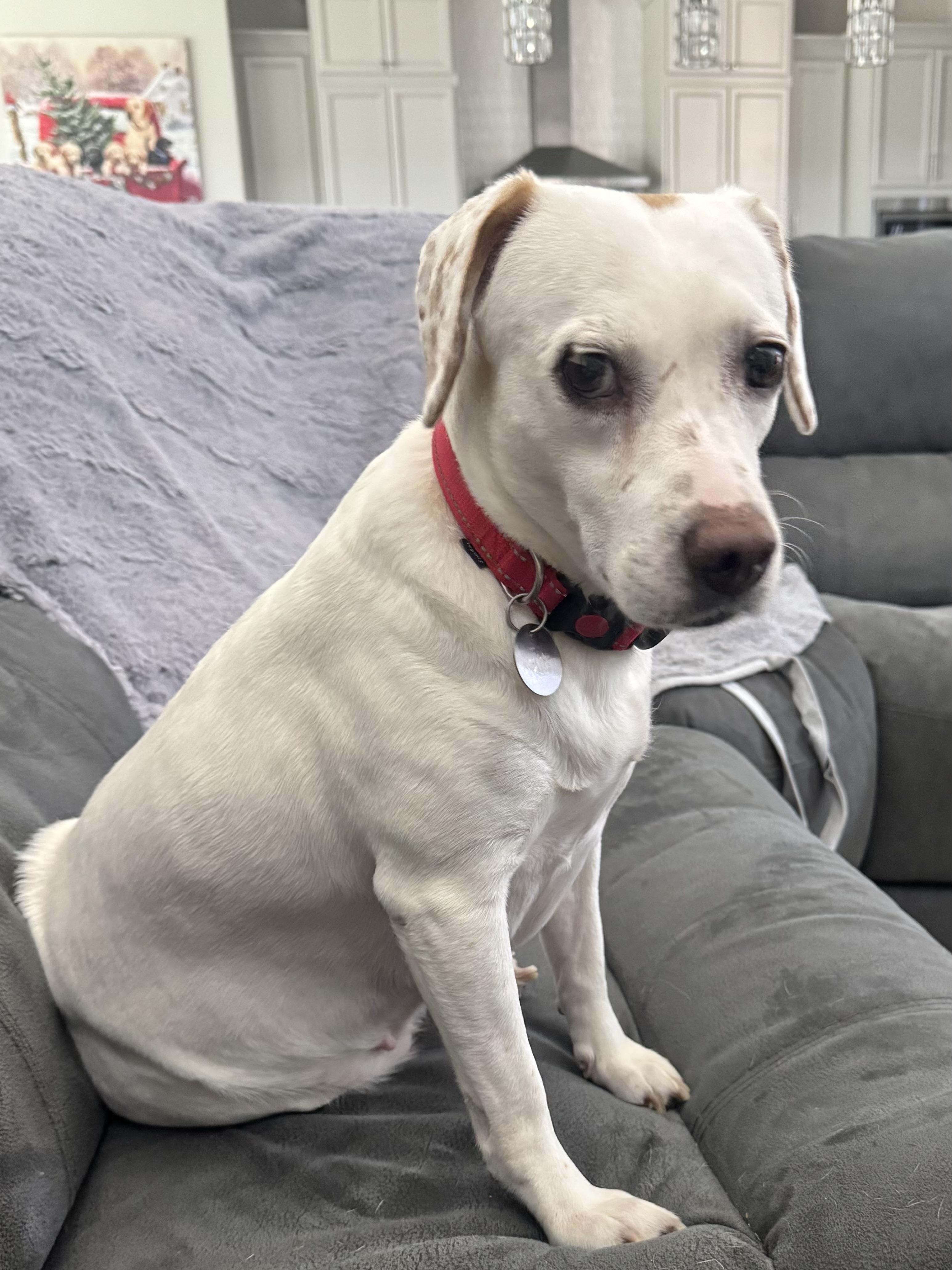Millie Jane, a ADOPTABLE mixed breed in Houston, TX image 2/5
