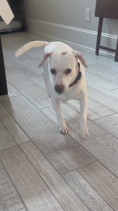 Enlarge Millie Jane, a ADOPTABLE mixed breed in Houston, TX video 5/5