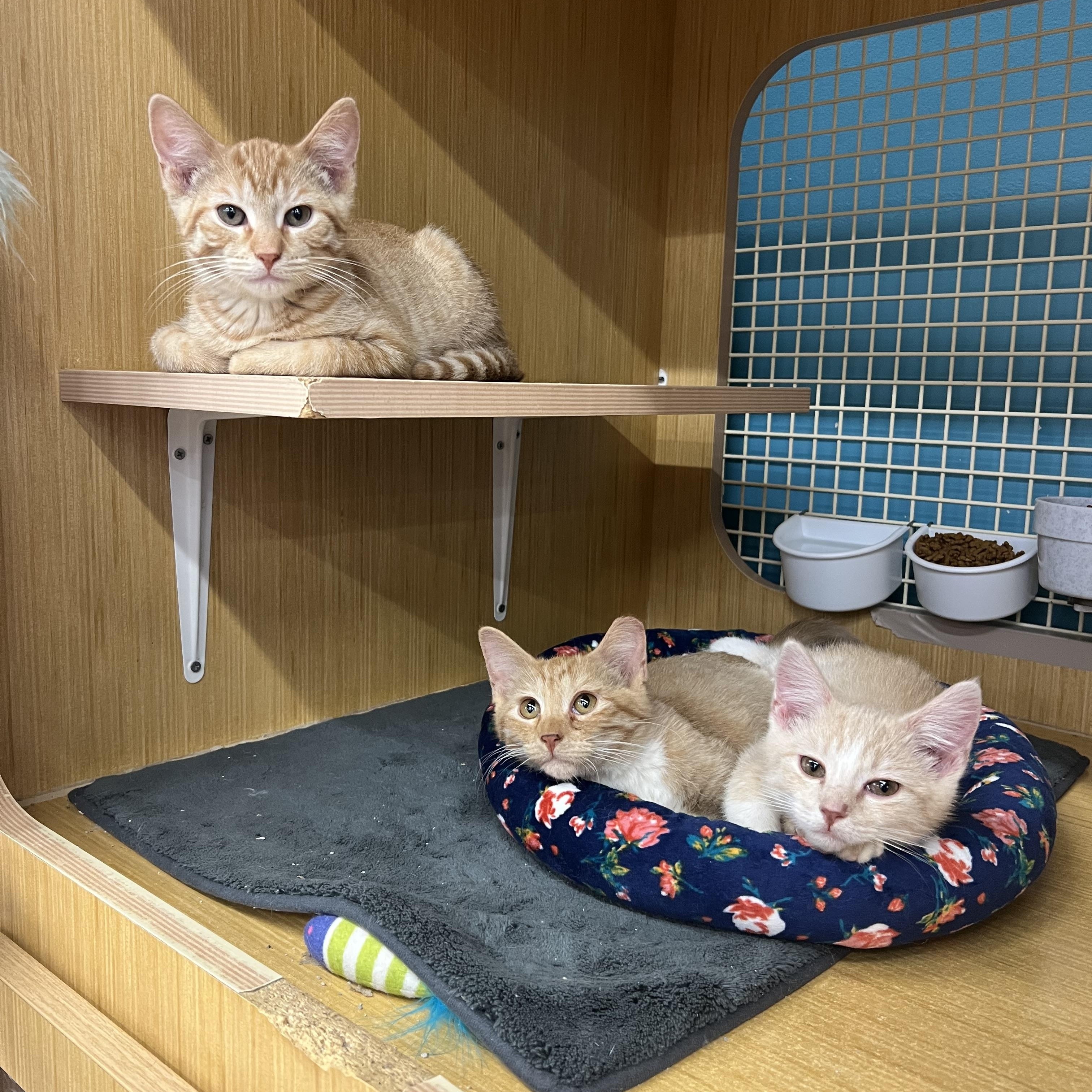 Quest , Vesper , Wisp, adopted, Kitten Female Domestic Short Hair.