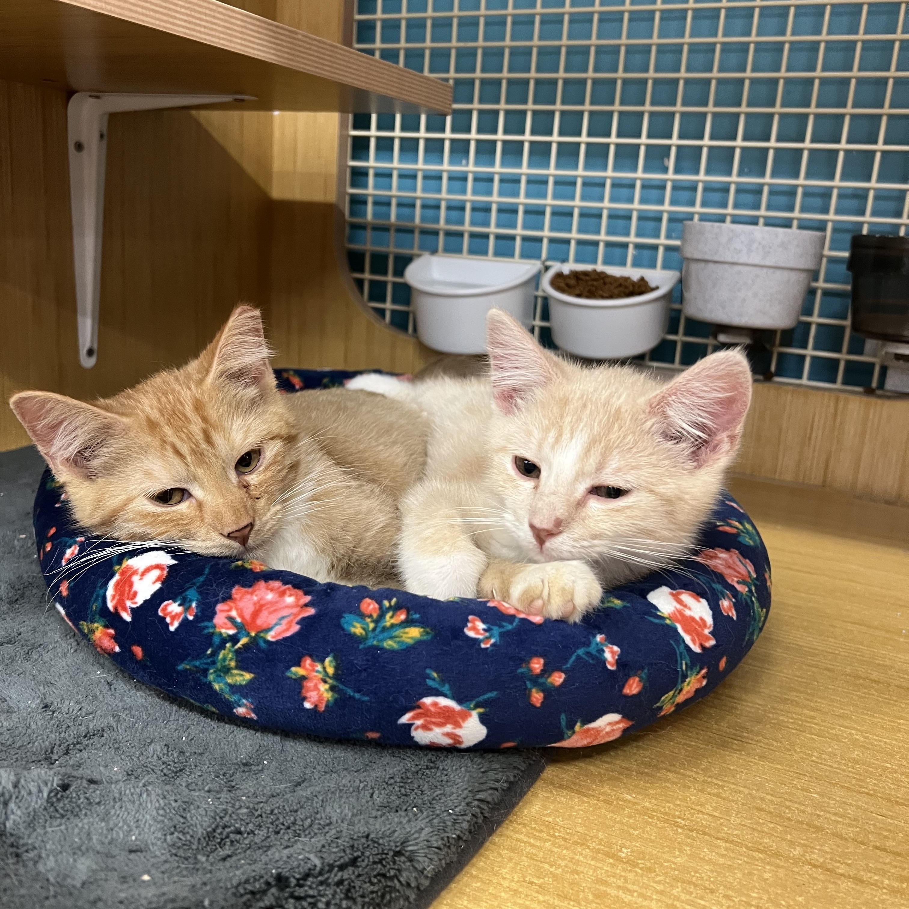 Quest , Vesper , Wisp, an adopted Domestic Short Hair in Manhattan, KS image 3/3
