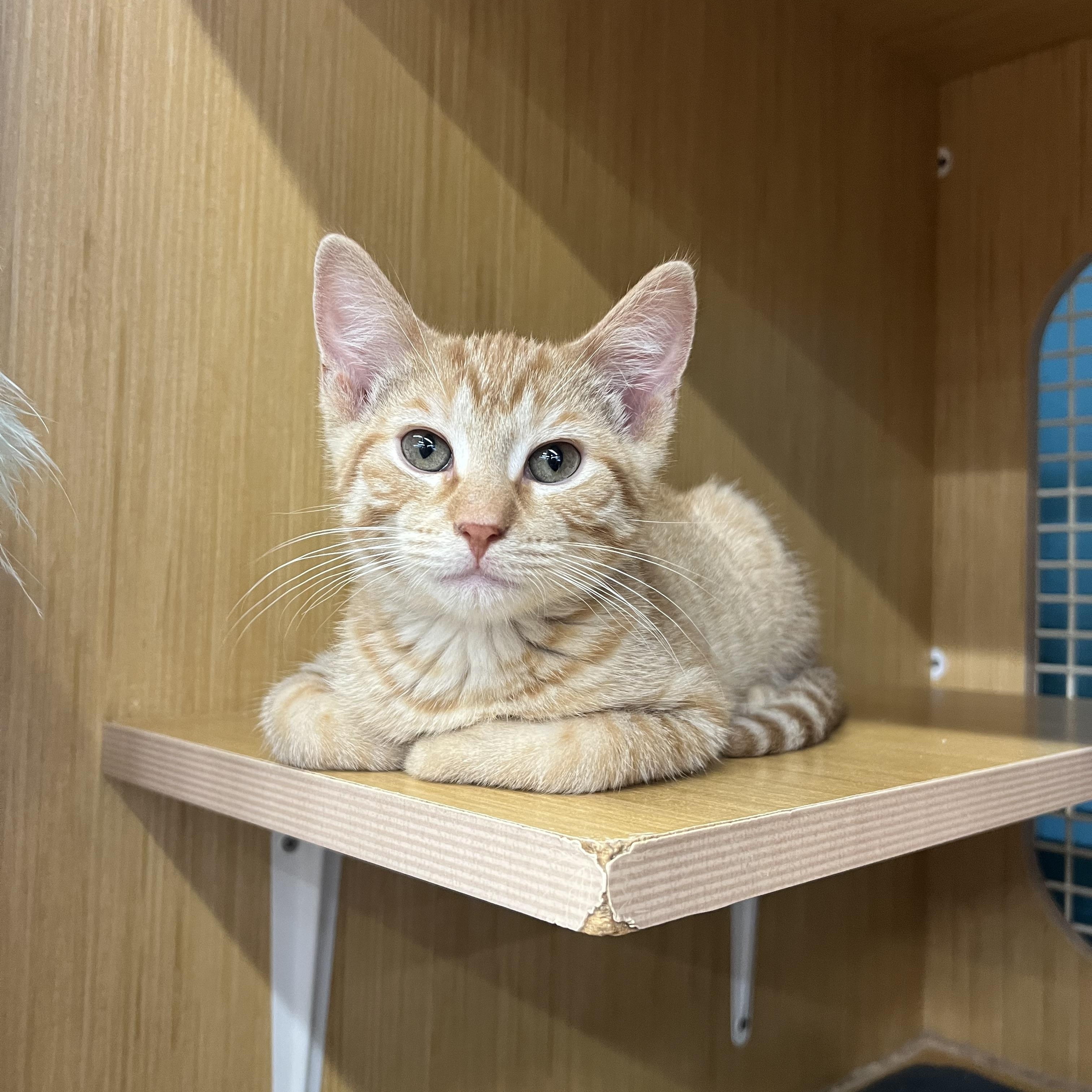Quest , Vesper , Wisp, an adopted Domestic Short Hair in Manhattan, KS image 2/3