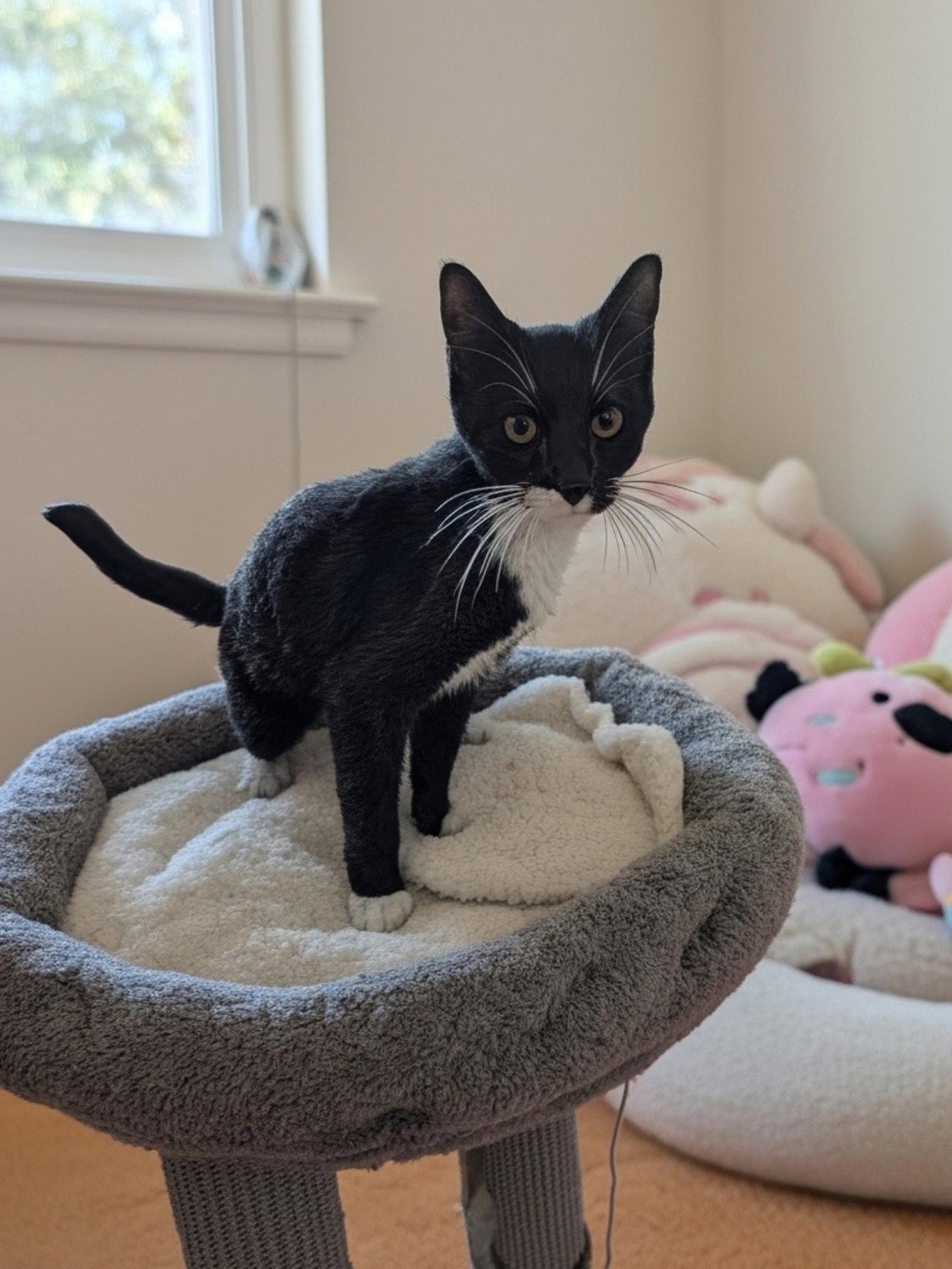 Poppy Kitten, Adopted, Kitten Female Tuxedo & Domestic Short Hair.