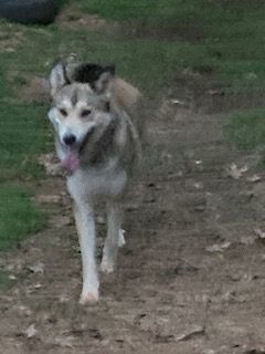 Enlarge Ozzy, a Adopted mixed breed in Ruston, LA image 1/3