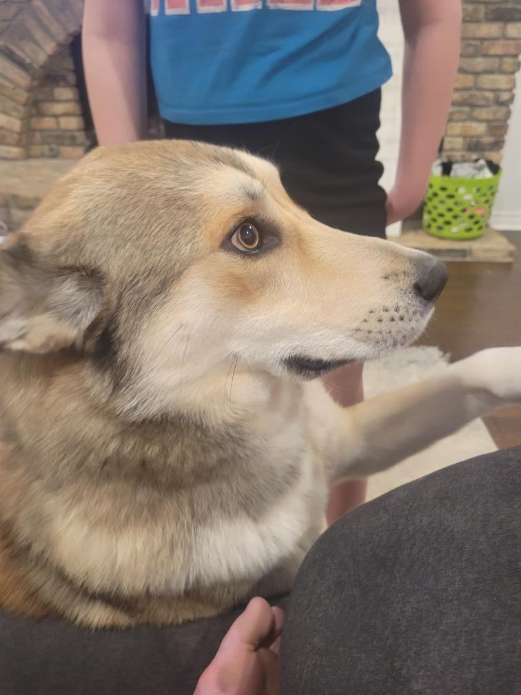 Enlarge Ozzy, a Adopted mixed breed in Ruston, LA image 2/3