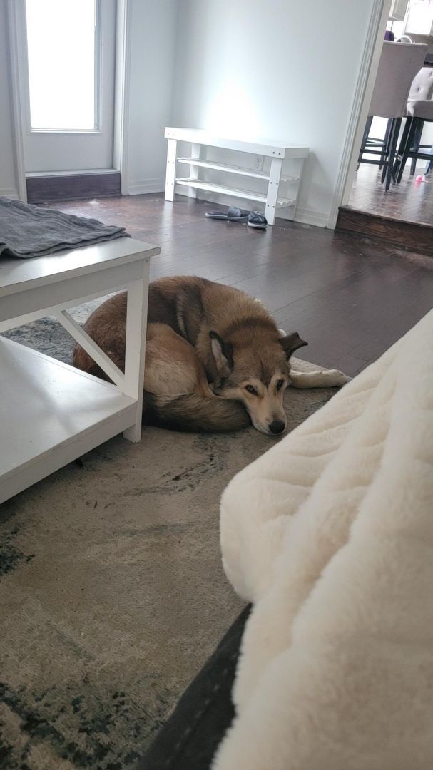 Enlarge Ozzy, a Adopted mixed breed in Ruston, LA image 3/3