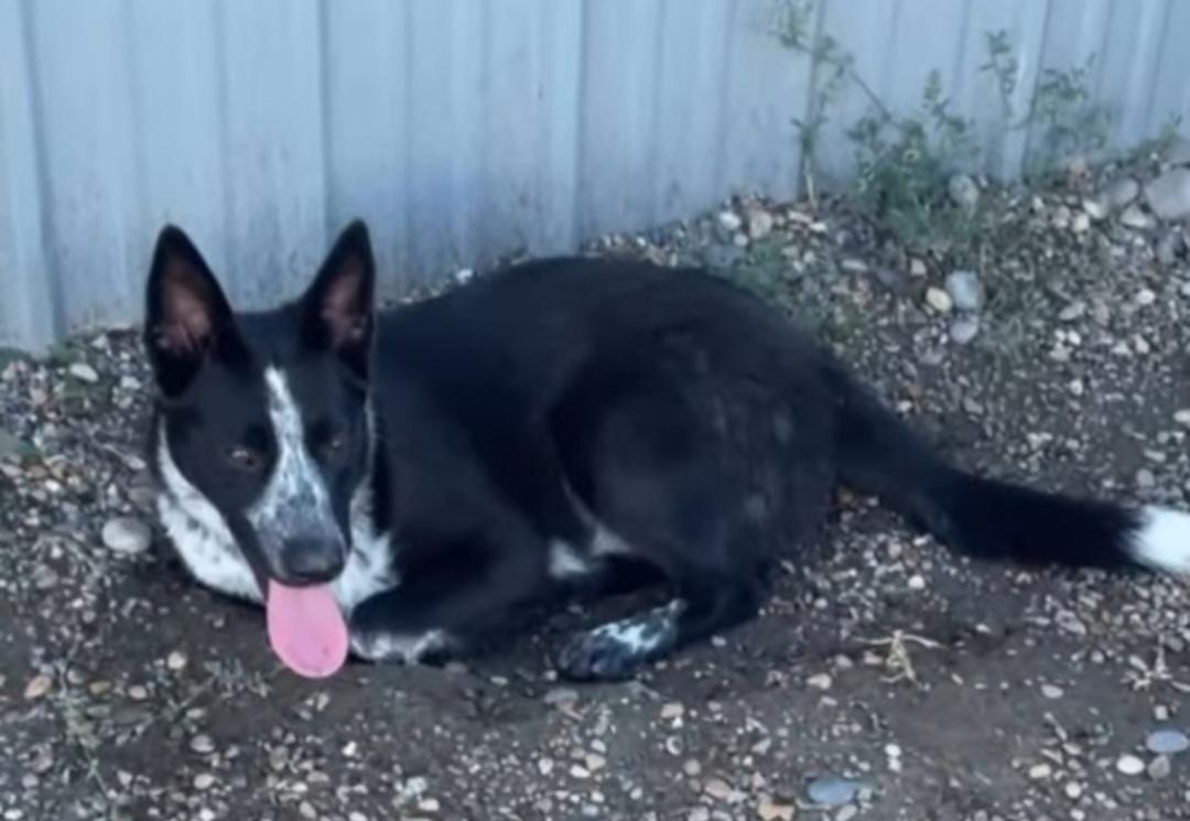 Enlarge Bailey, a ADOPTABLE Australian Cattle Dog / Blue Heeler in Billings, MT image 3/3