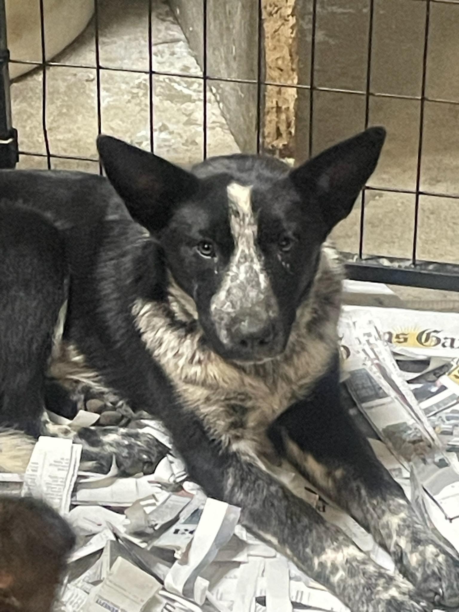 Enlarge Bailey, a ADOPTABLE Australian Cattle Dog / Blue Heeler in Billings, MT image 2/3