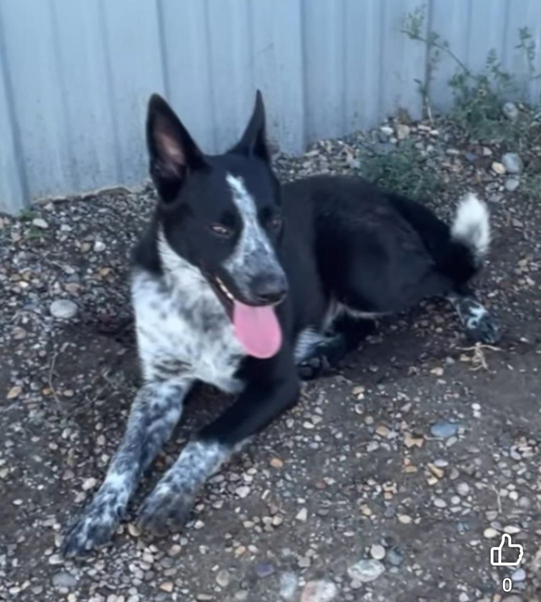 Bailey, ADOPTABLE, Young Female Australian Cattle Dog / Blue Heeler.
