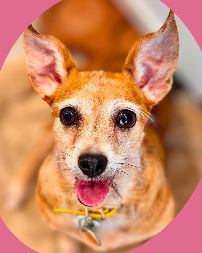 Dacey, Adoptable, Senior Female Chihuahua.