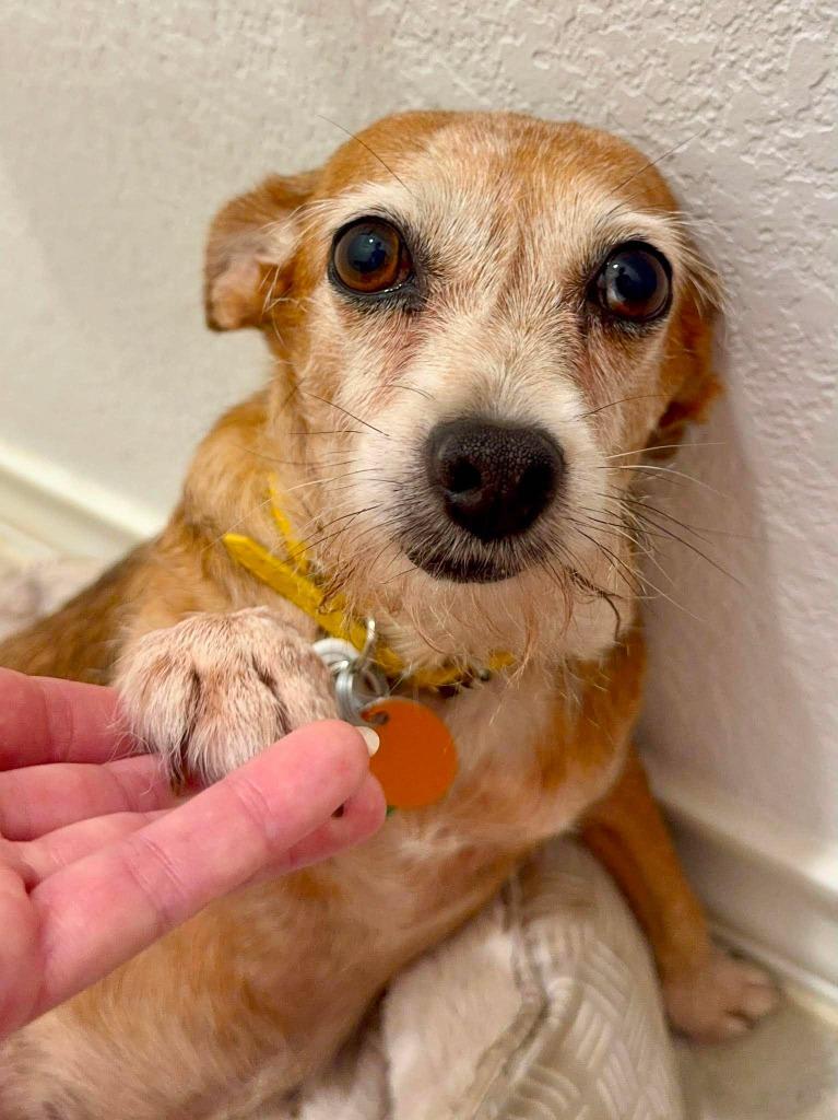 Dacey, a Adoptable Chihuahua in Bryan, TX image 2/6
