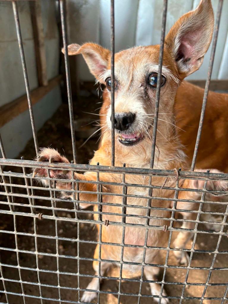 Dacey, a Adoptable Chihuahua in Bryan, TX image 3/6