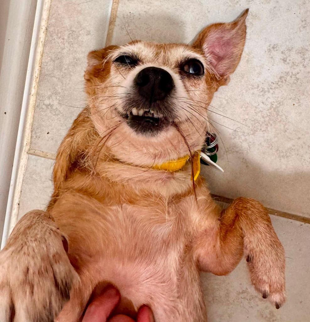 Dacey, a Adoptable Chihuahua in Bryan, TX image 4/6