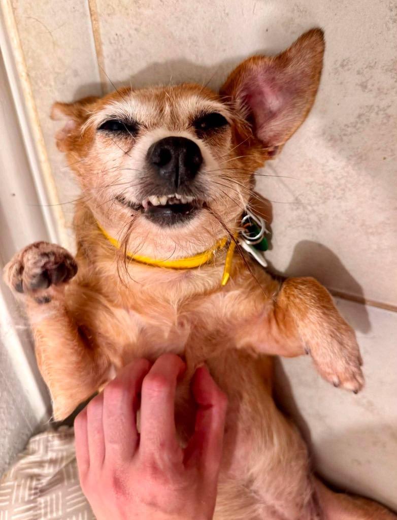 Dacey, a Adoptable Chihuahua in Bryan, TX image 5/6