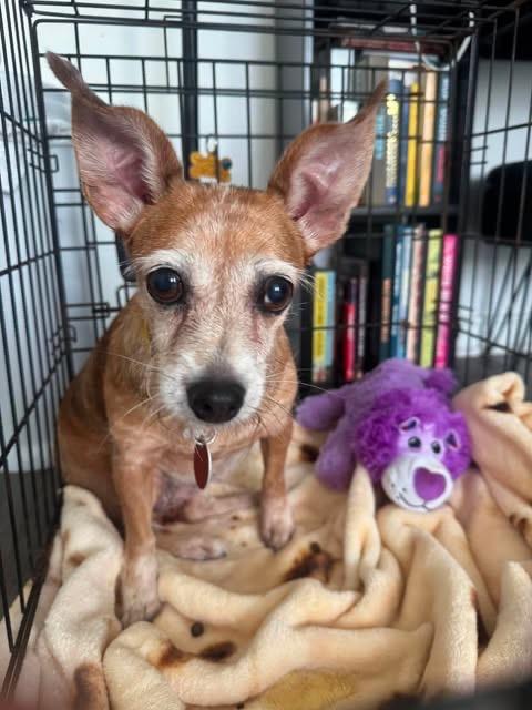 Dacey, a Adoptable Chihuahua in Bryan, TX image 6/6