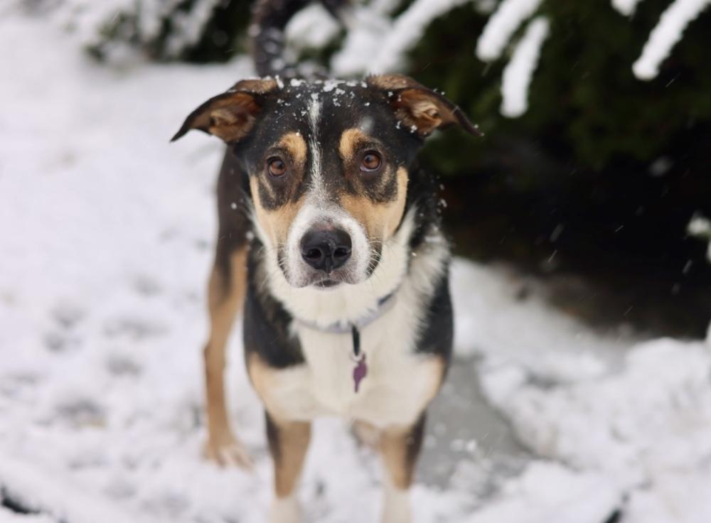 Sally, Adoptable, Adult Female Australian Shepherd.