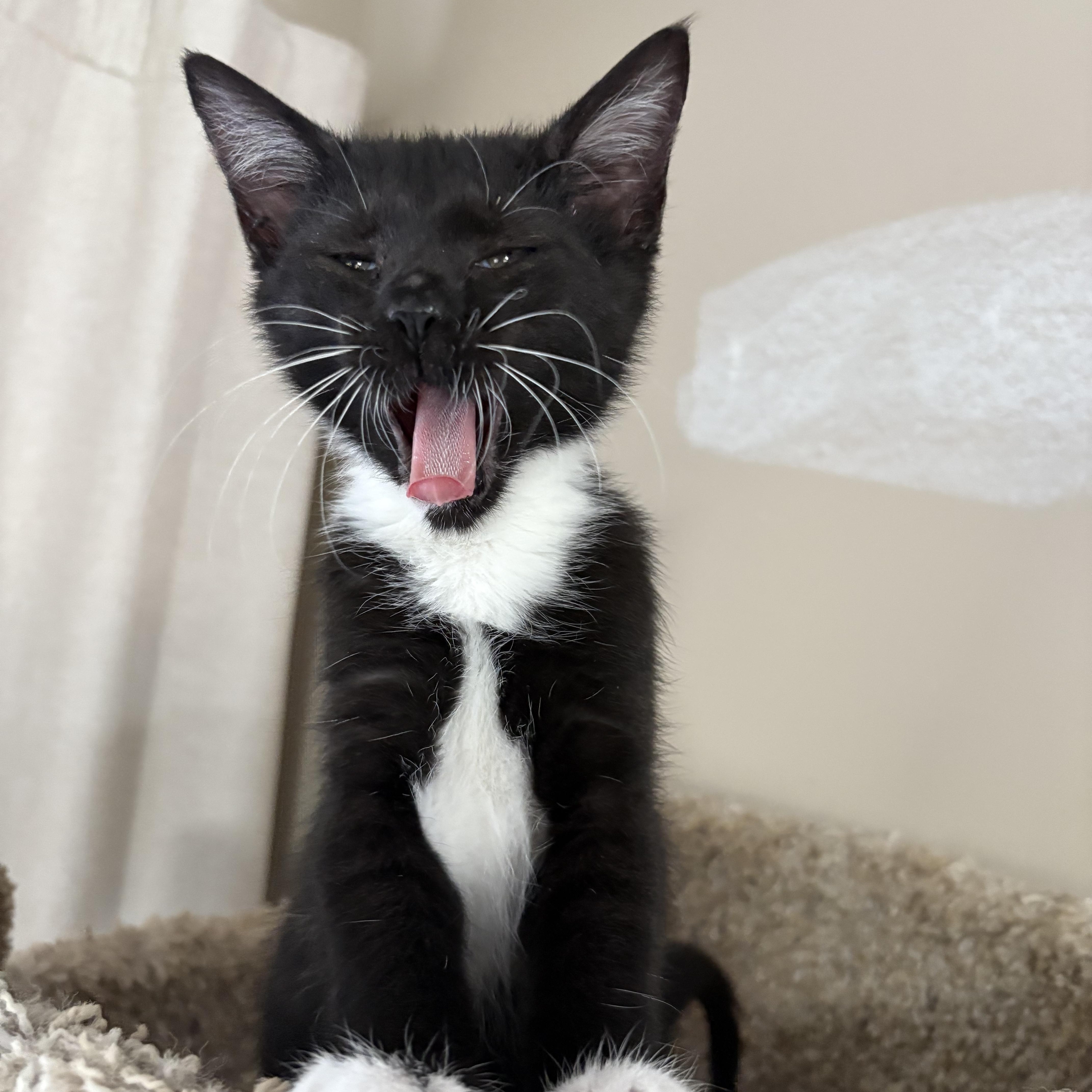 Enlarge Ricki , a Adoptable Domestic Short Hair in Sneads Ferry, NC image 1/6