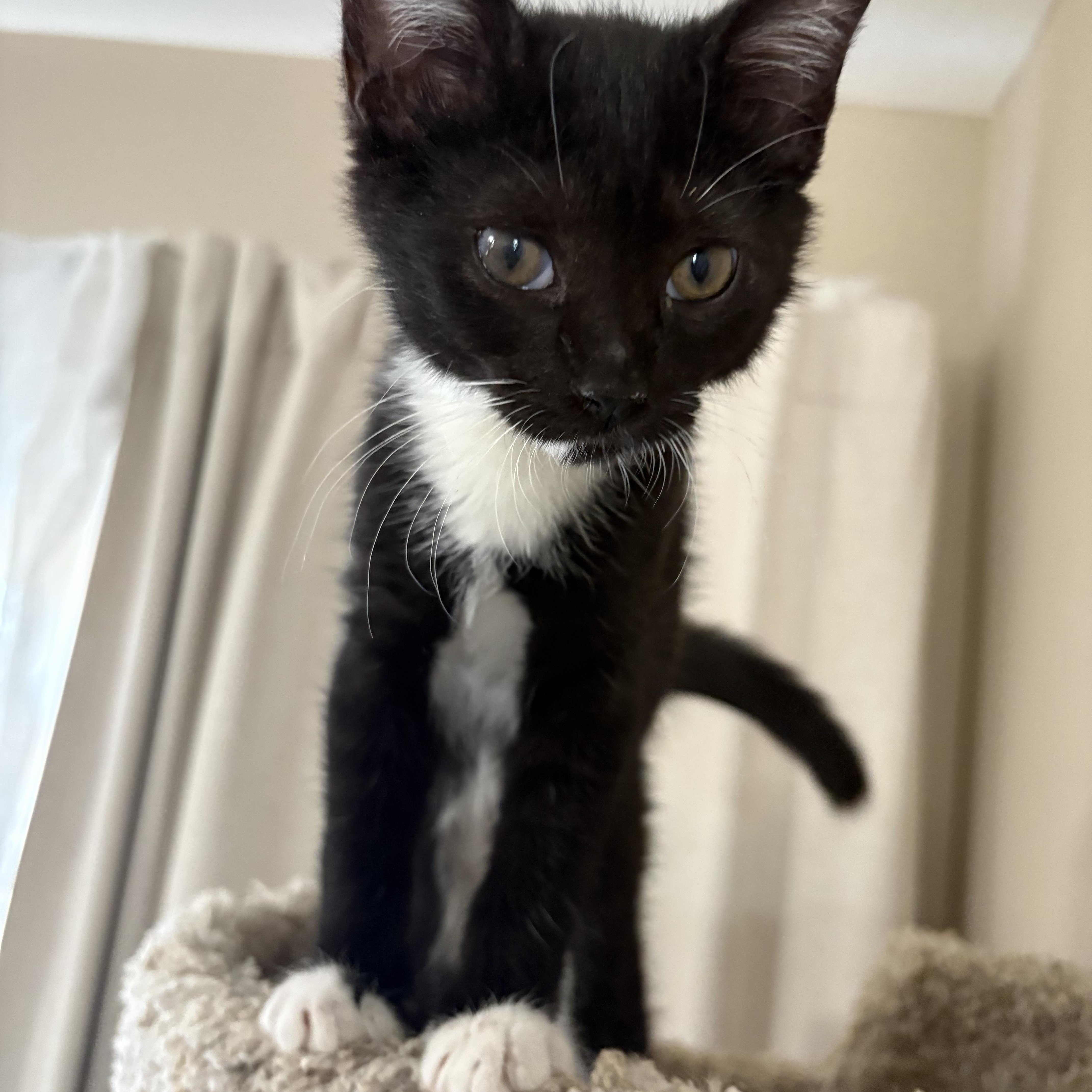 Enlarge Ricki , a Adoptable Domestic Short Hair in Sneads Ferry, NC image 2/6