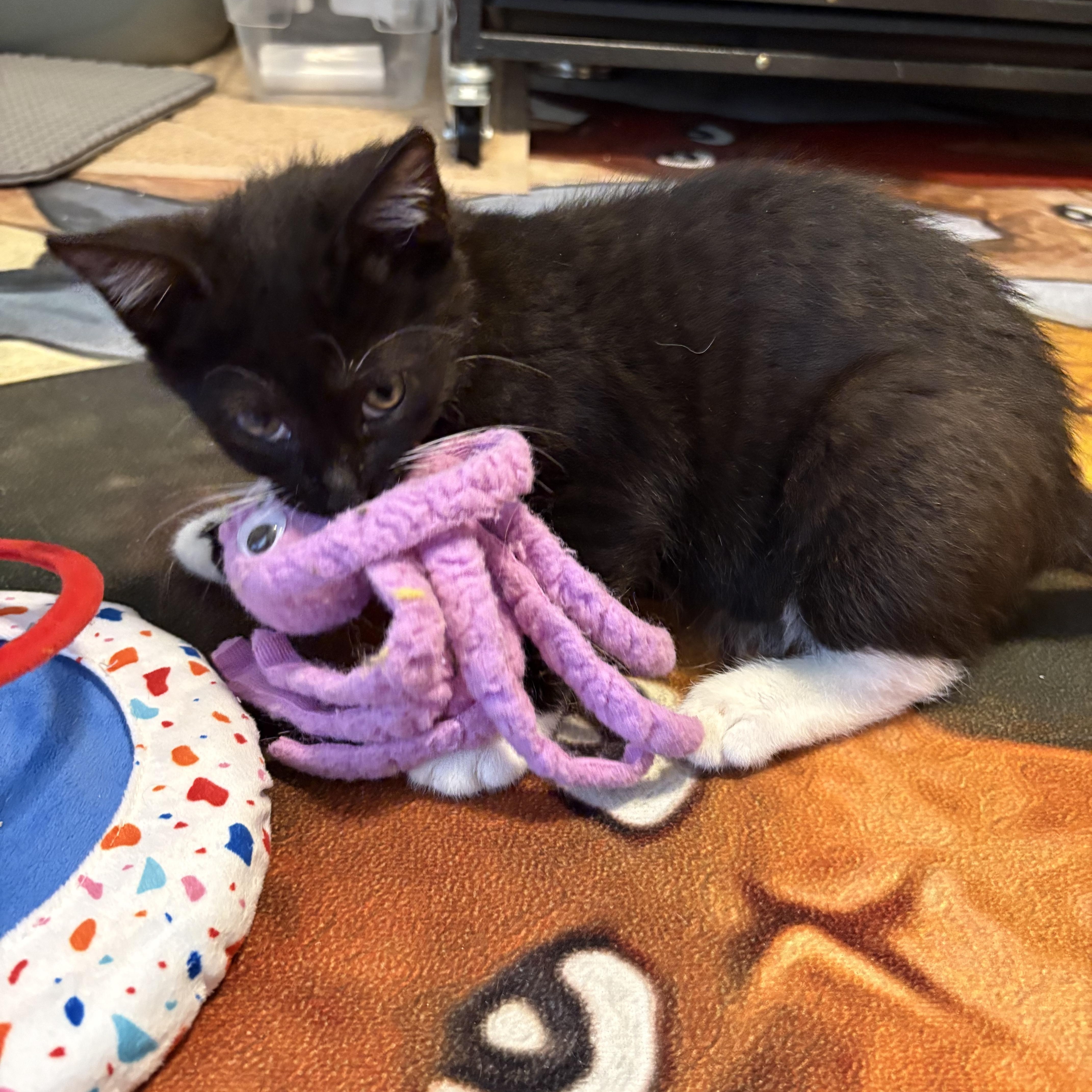 Enlarge Ricki , a Adoptable Domestic Short Hair in Sneads Ferry, NC image 3/6