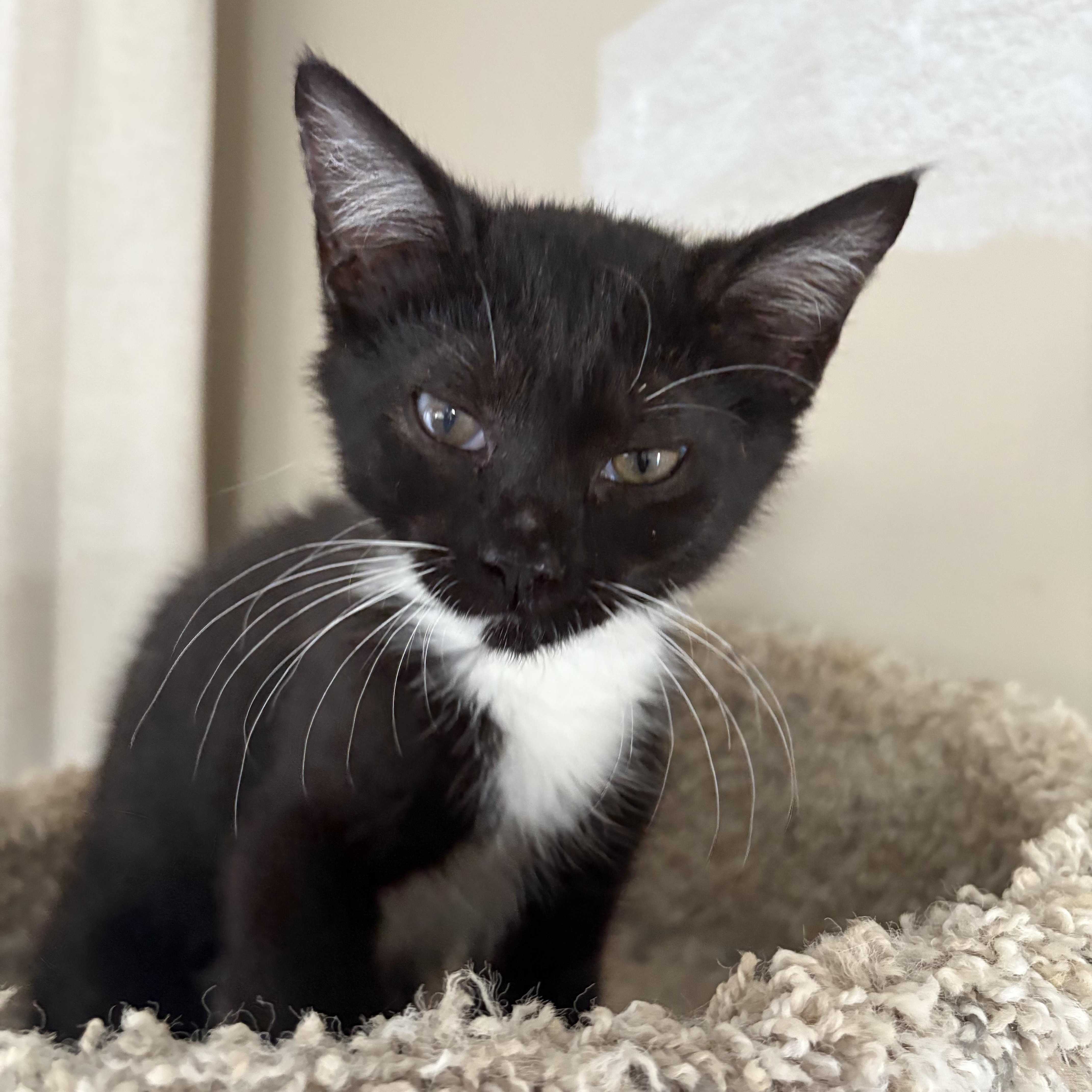 Enlarge Ricki , a Adoptable Domestic Short Hair in Sneads Ferry, NC image 4/6
