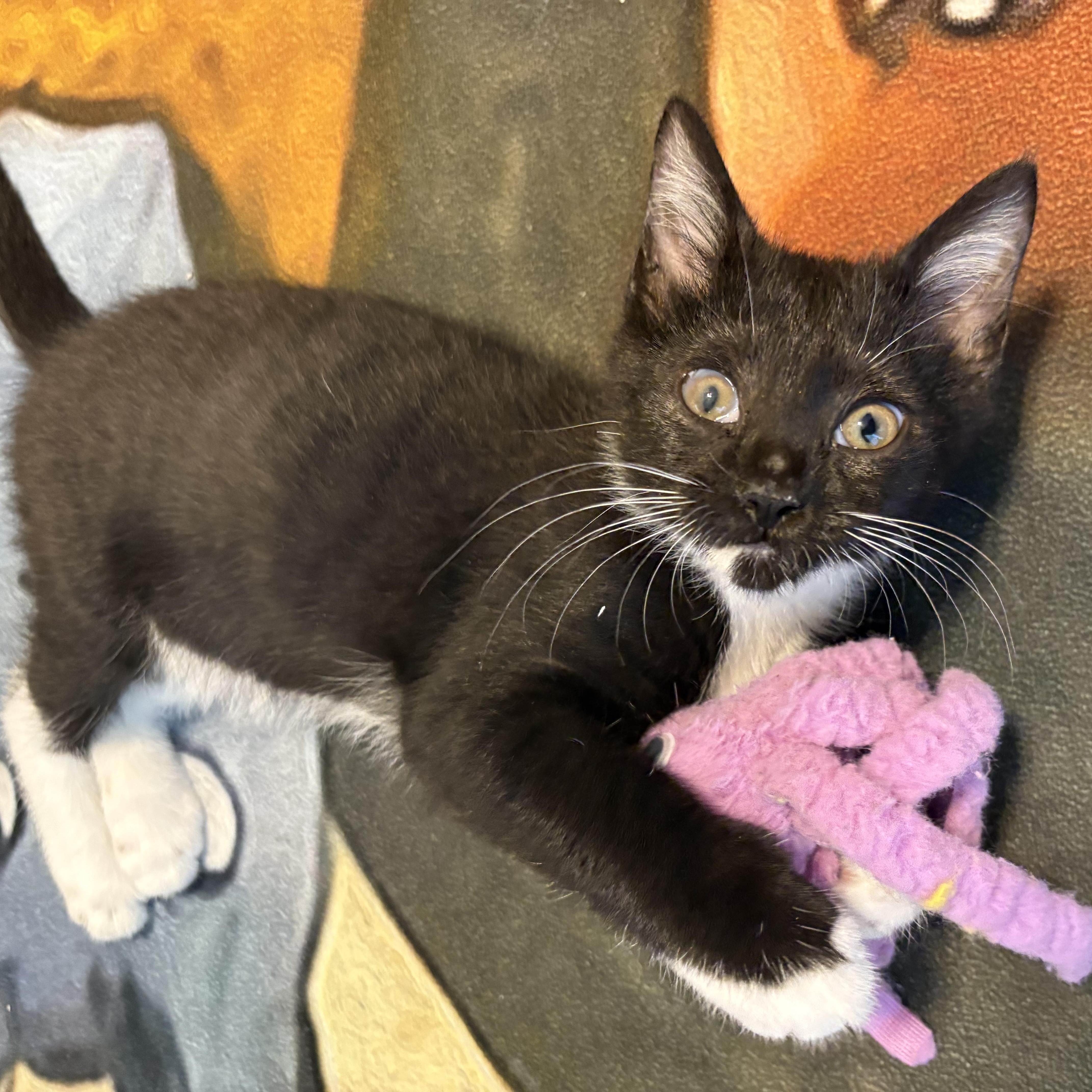 Enlarge Ricki , a Adoptable Domestic Short Hair in Sneads Ferry, NC image 5/6