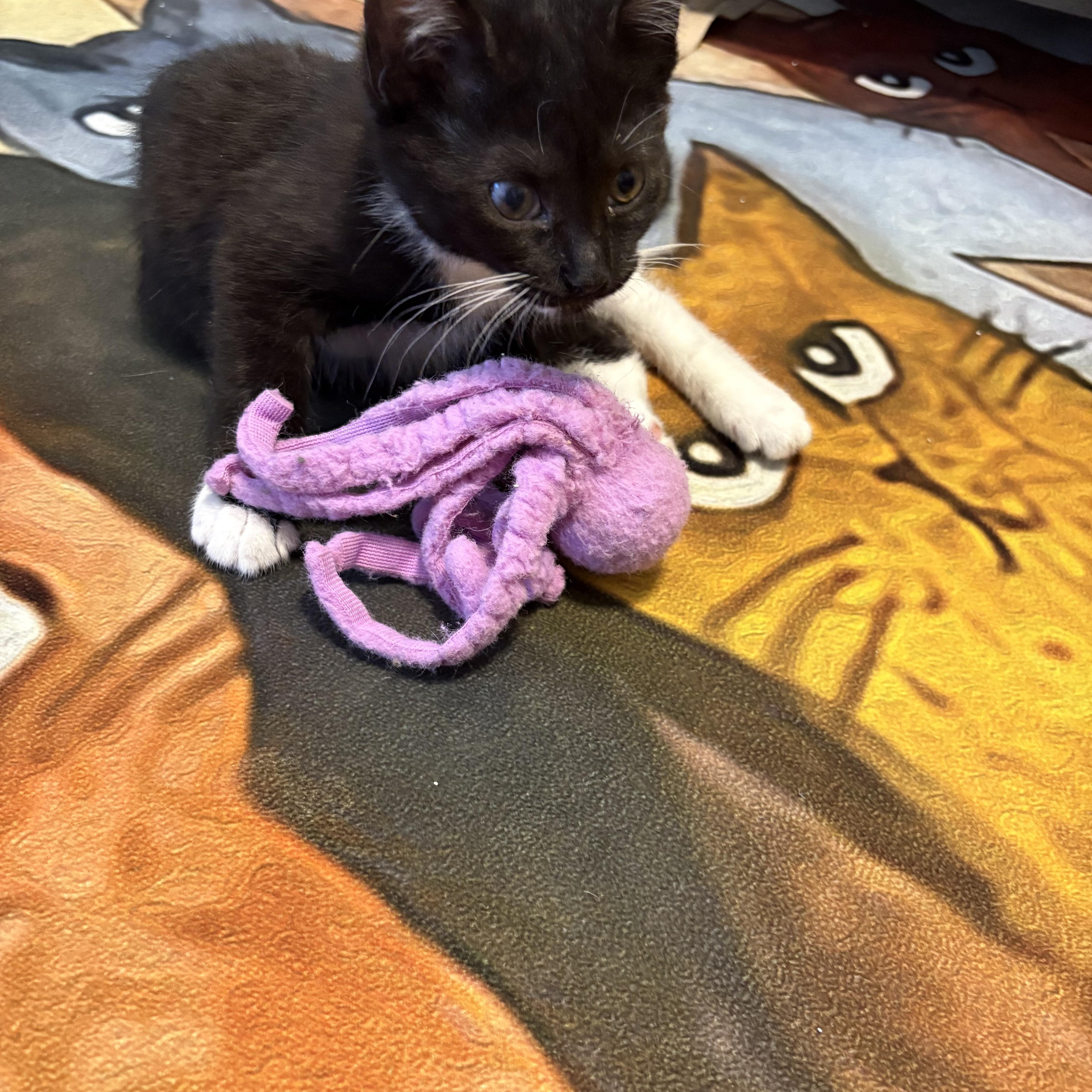 Enlarge Ricki , a Adoptable Domestic Short Hair in Sneads Ferry, NC image 6/6