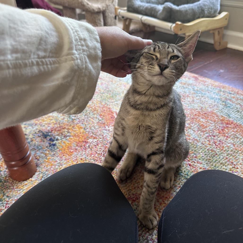 Bobby, Adoptable, Kitten Male Domestic Short Hair.