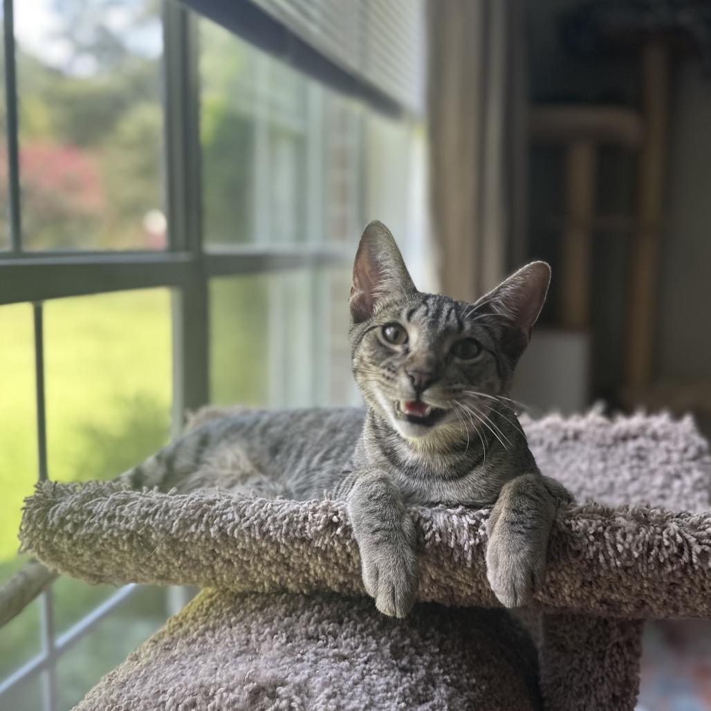 *Bobby, a Adoptable Domestic Short Hair in Huntsville, AL image 2/6