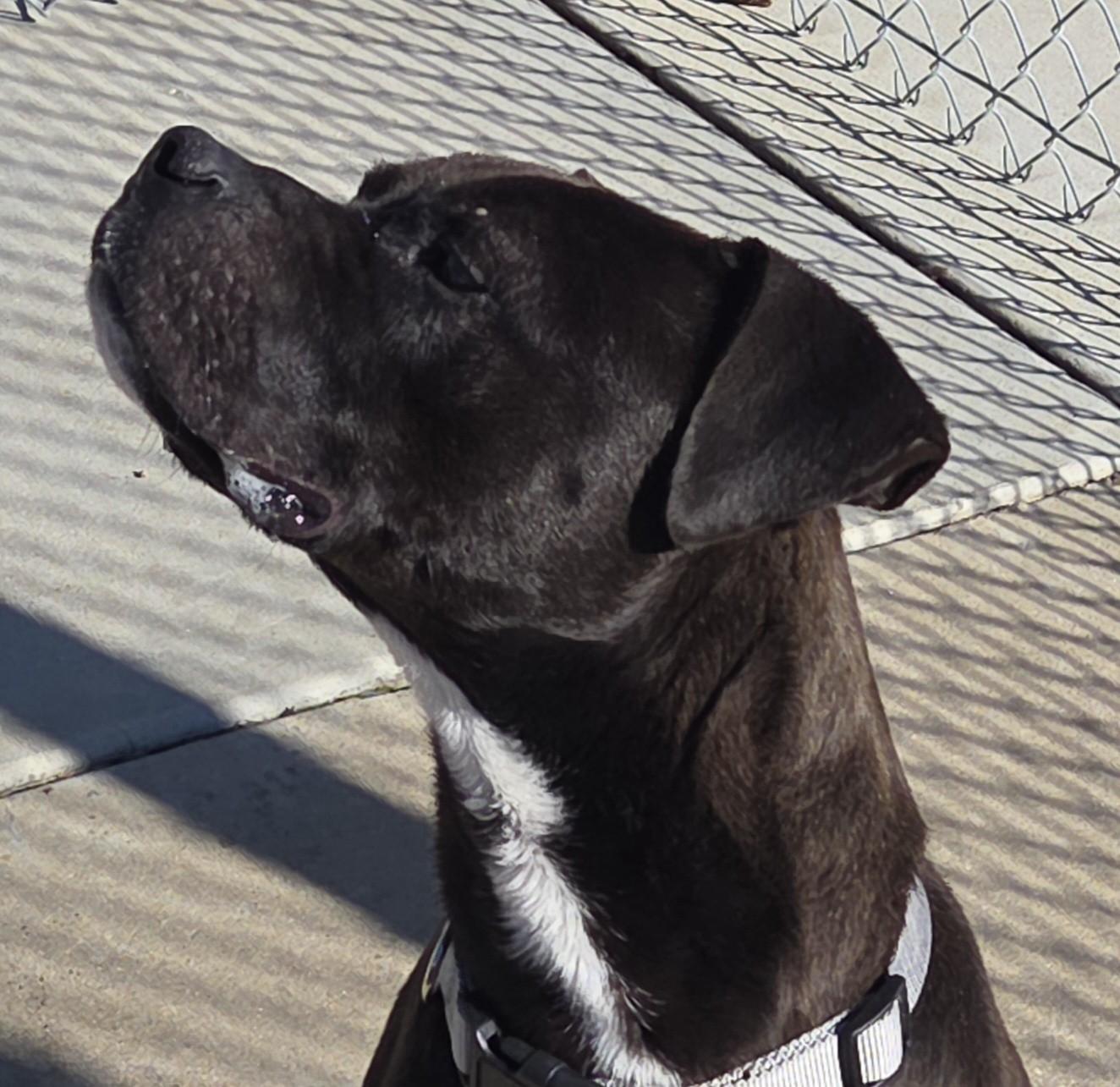 Enlarge Elliot, a ADOPTABLE mixed breed in Hillsboro, MO image 3/3