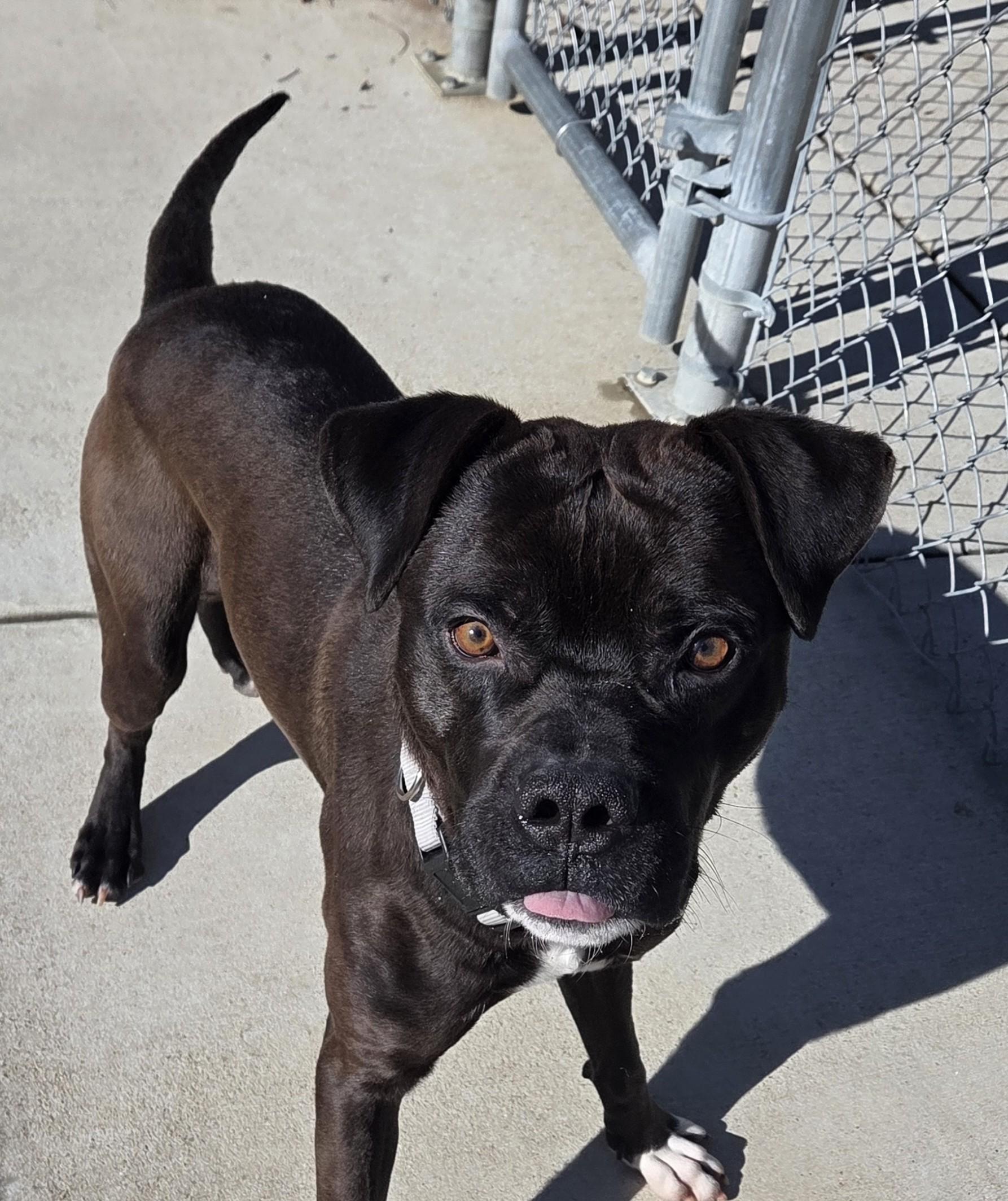 Enlarge Elliot, a ADOPTABLE mixed breed in Hillsboro, MO image 2/3