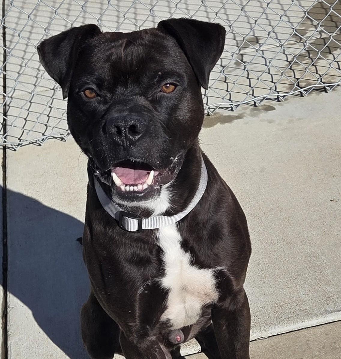 Enlarge Elliot, a ADOPTABLE mixed breed in Hillsboro, MO image 1/3