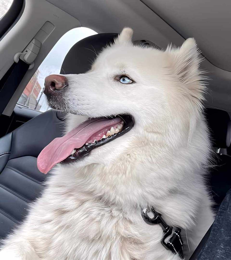Zeyna, Adopted, Young Female Siberian Husky.