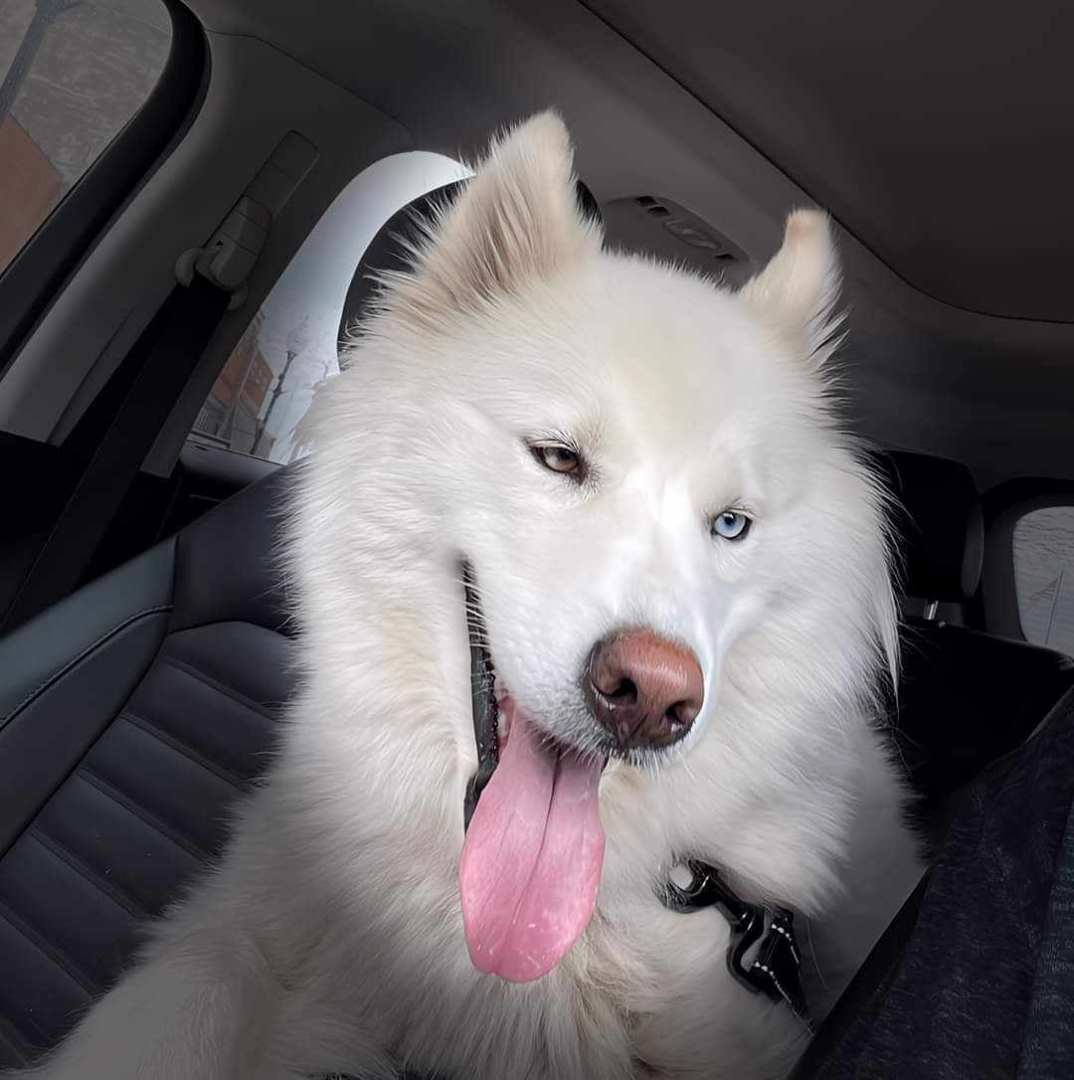 Zeyna, a Adopted Siberian Husky in St. James, MO image 2/2