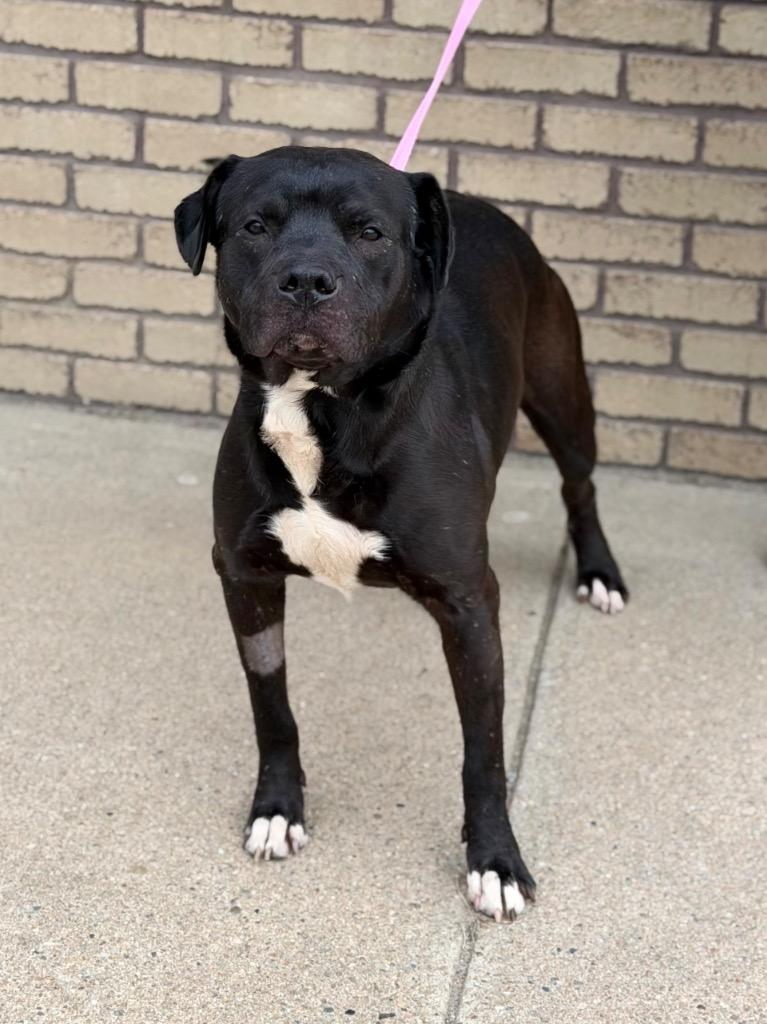 Midnight, ADOPTABLE, Adult Male Mixed Breed.