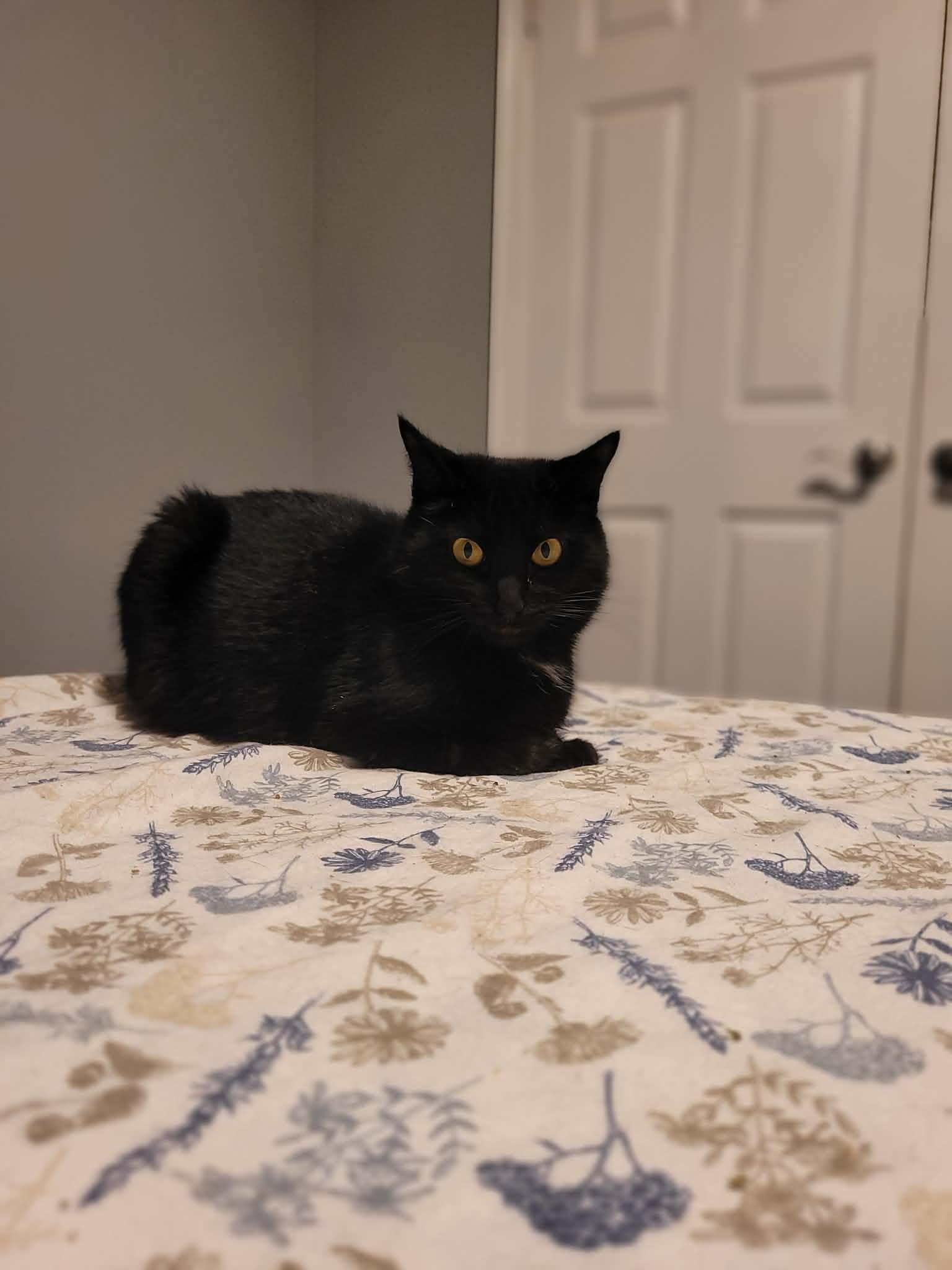 MURIEL, ADOPTABLE, Adult Female Domestic Medium Hair.