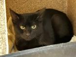 Brother, adopted, Kitten Male Domestic Short Hair.