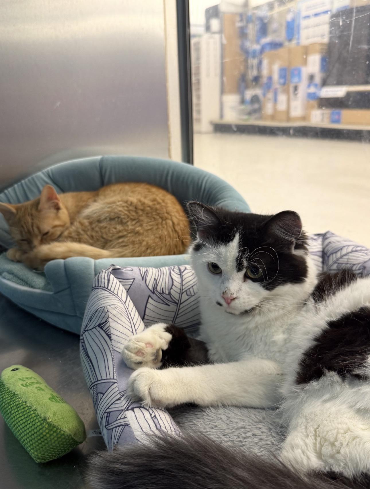 Enlarge Oreo & Peanut, an adopted Domestic Short Hair in Millbury, MA image 1/4