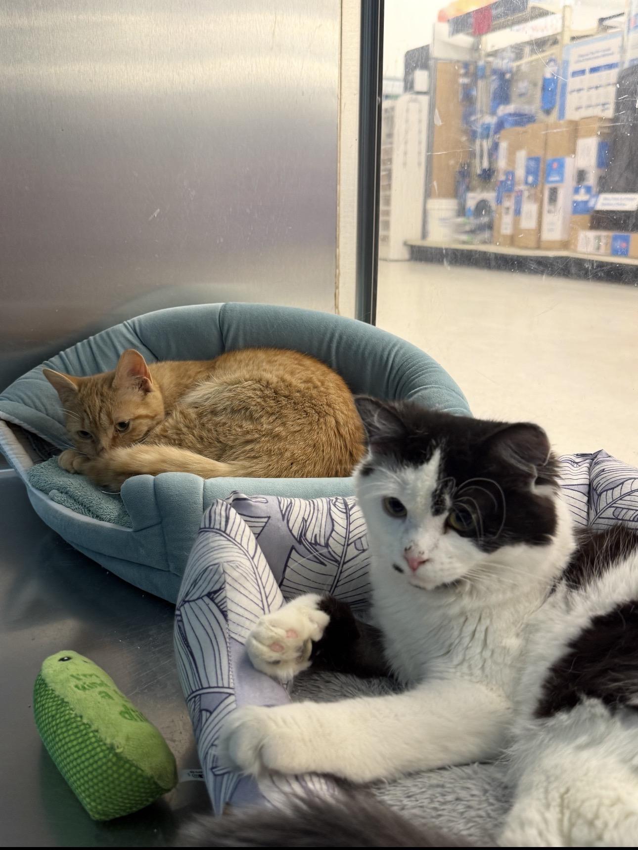 Enlarge Oreo & Peanut, an adopted Domestic Short Hair in Millbury, MA image 3/4
