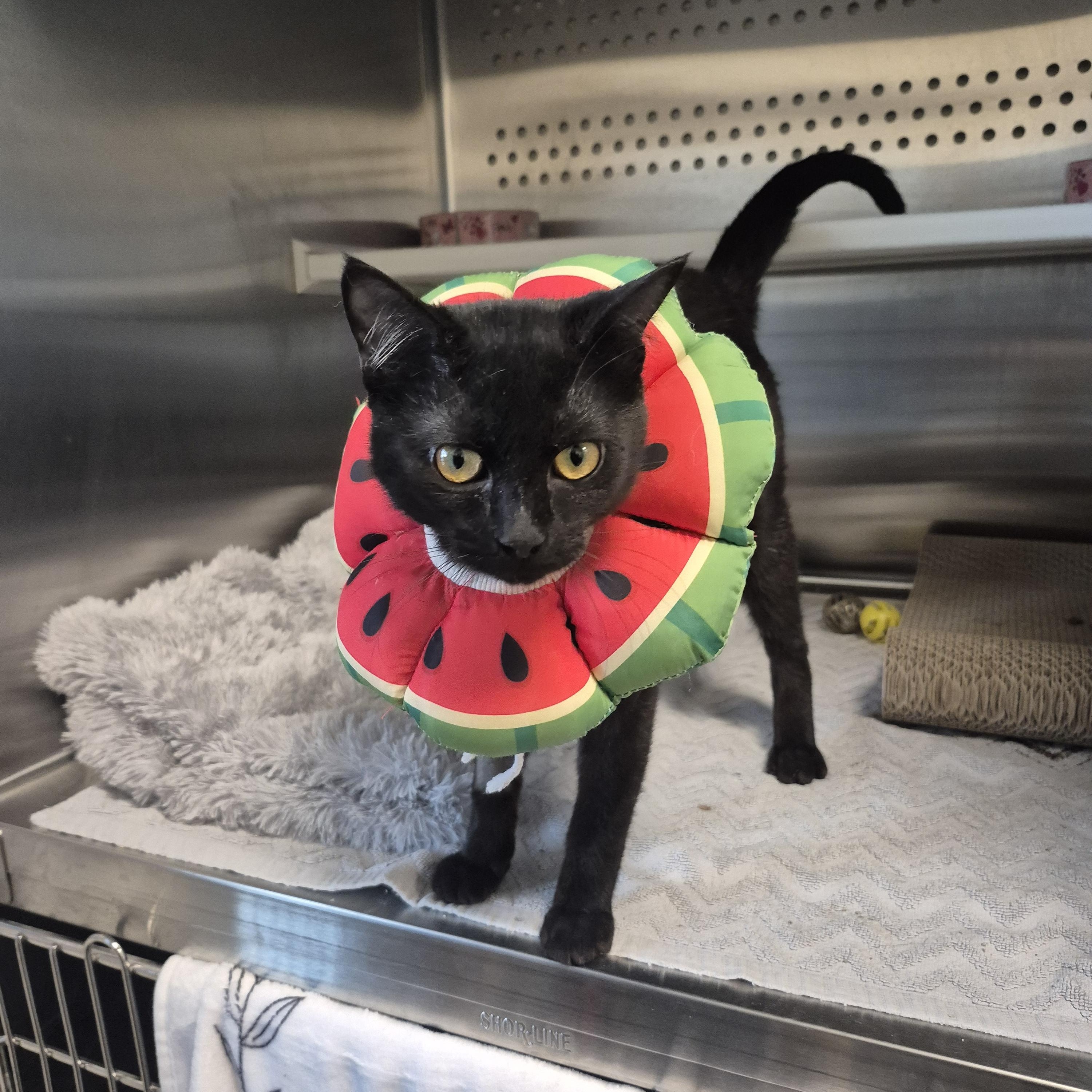 Enlarge Fraser , a ADOPTABLE Domestic Short Hair in New Westminster, BC image 2/2